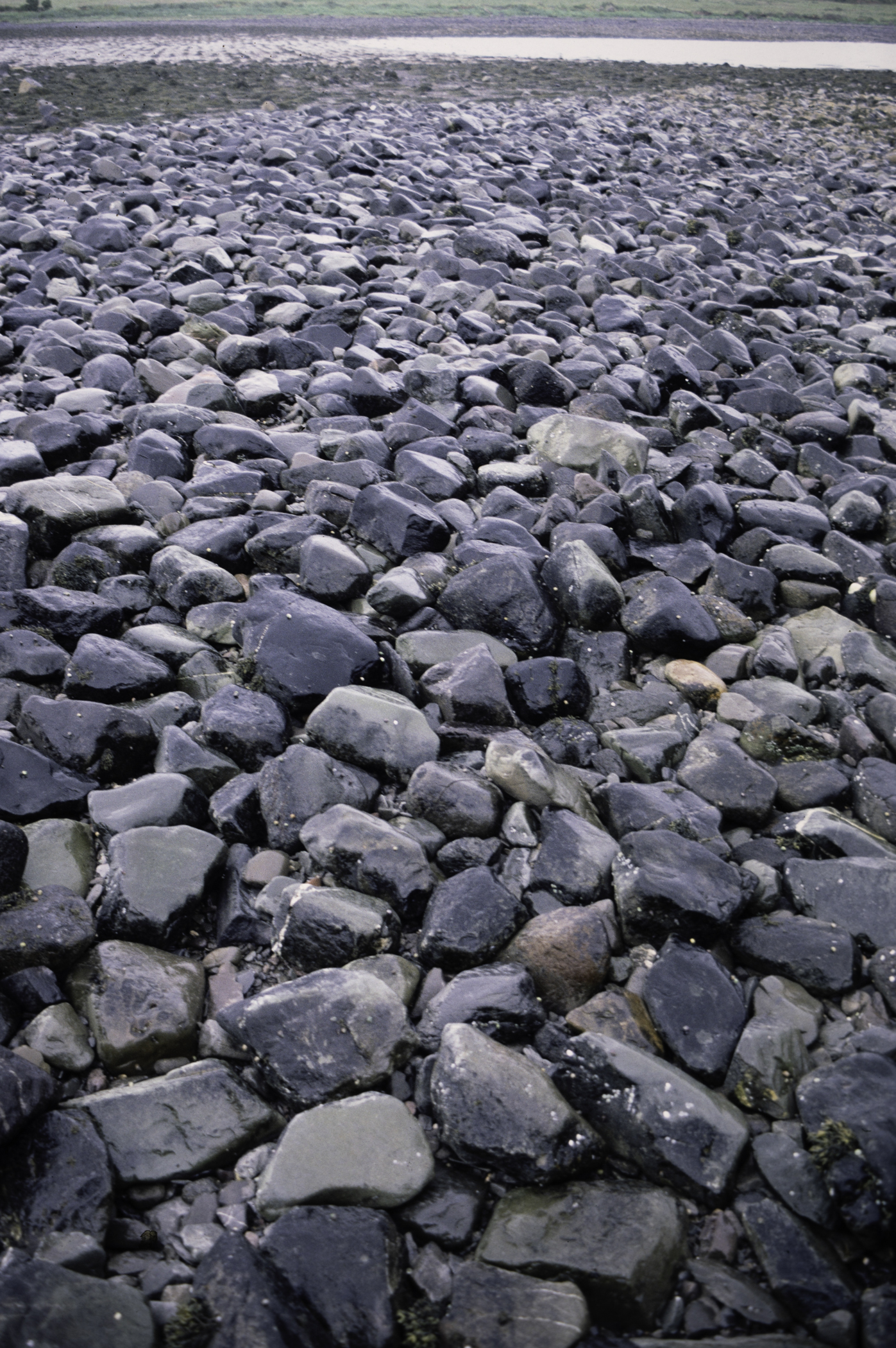 . Site: Herring Bay boulders, Strangford Lough. 