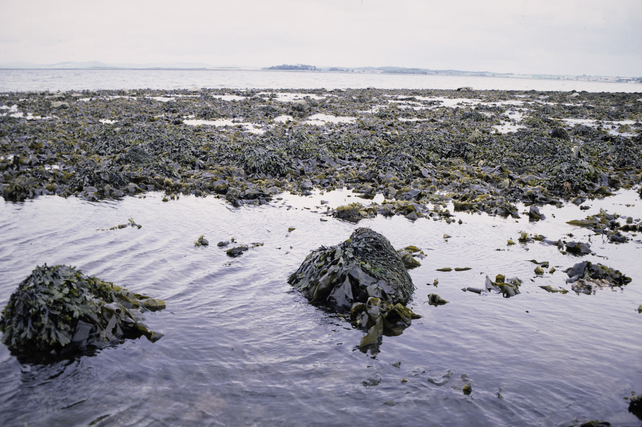 . Site: Herring Bay boulders, Strangford Lough. 