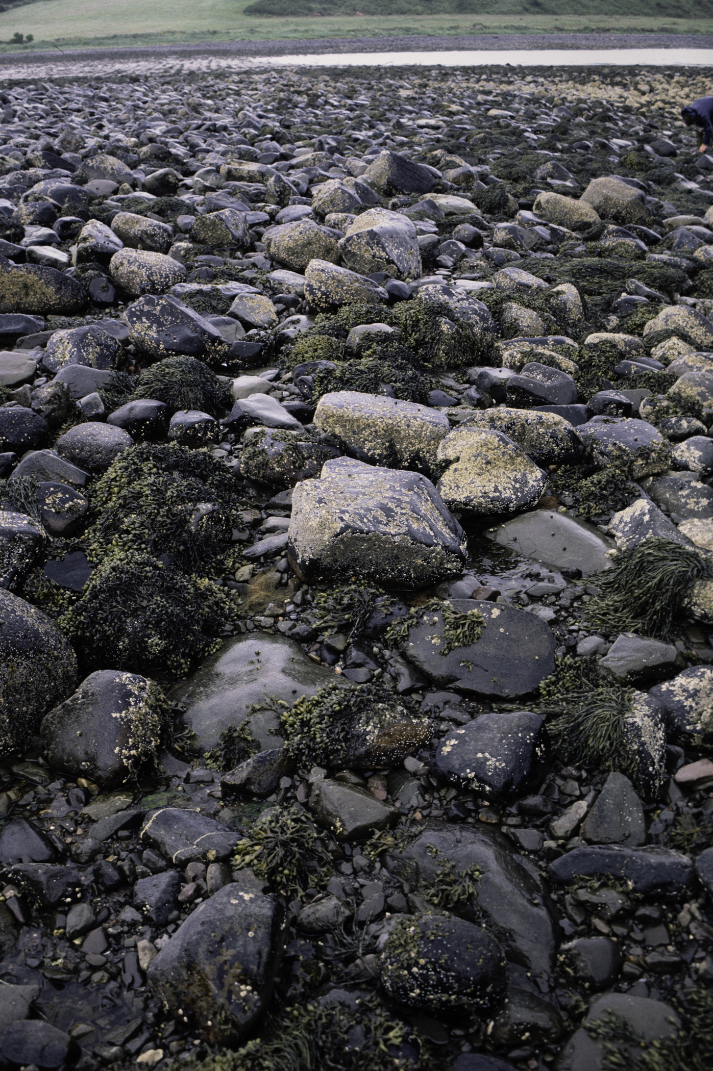 . Site: Herring Bay boulders, Strangford Lough. 