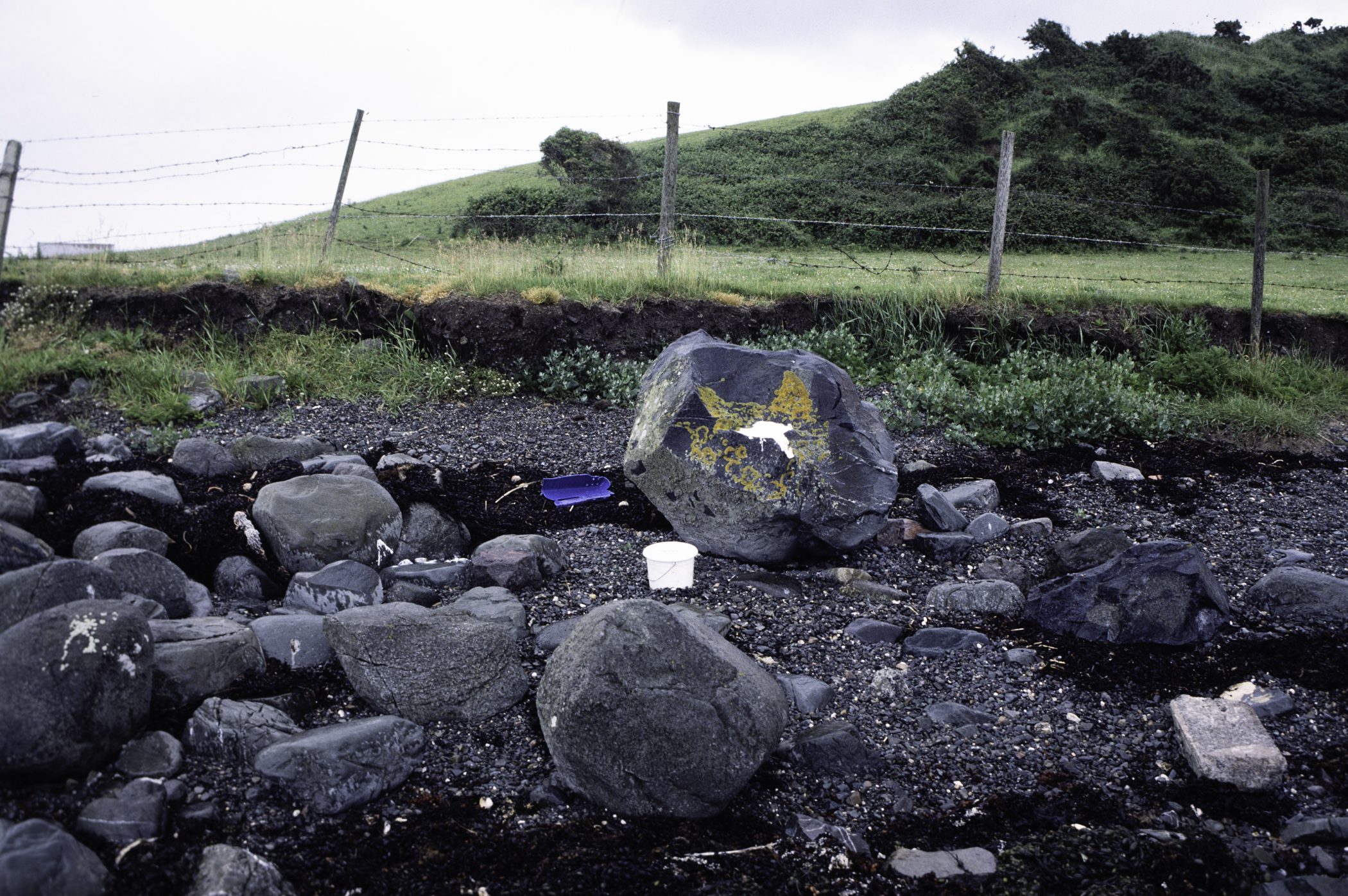 . Site: Kircubbin Point, Strangford Lough. 