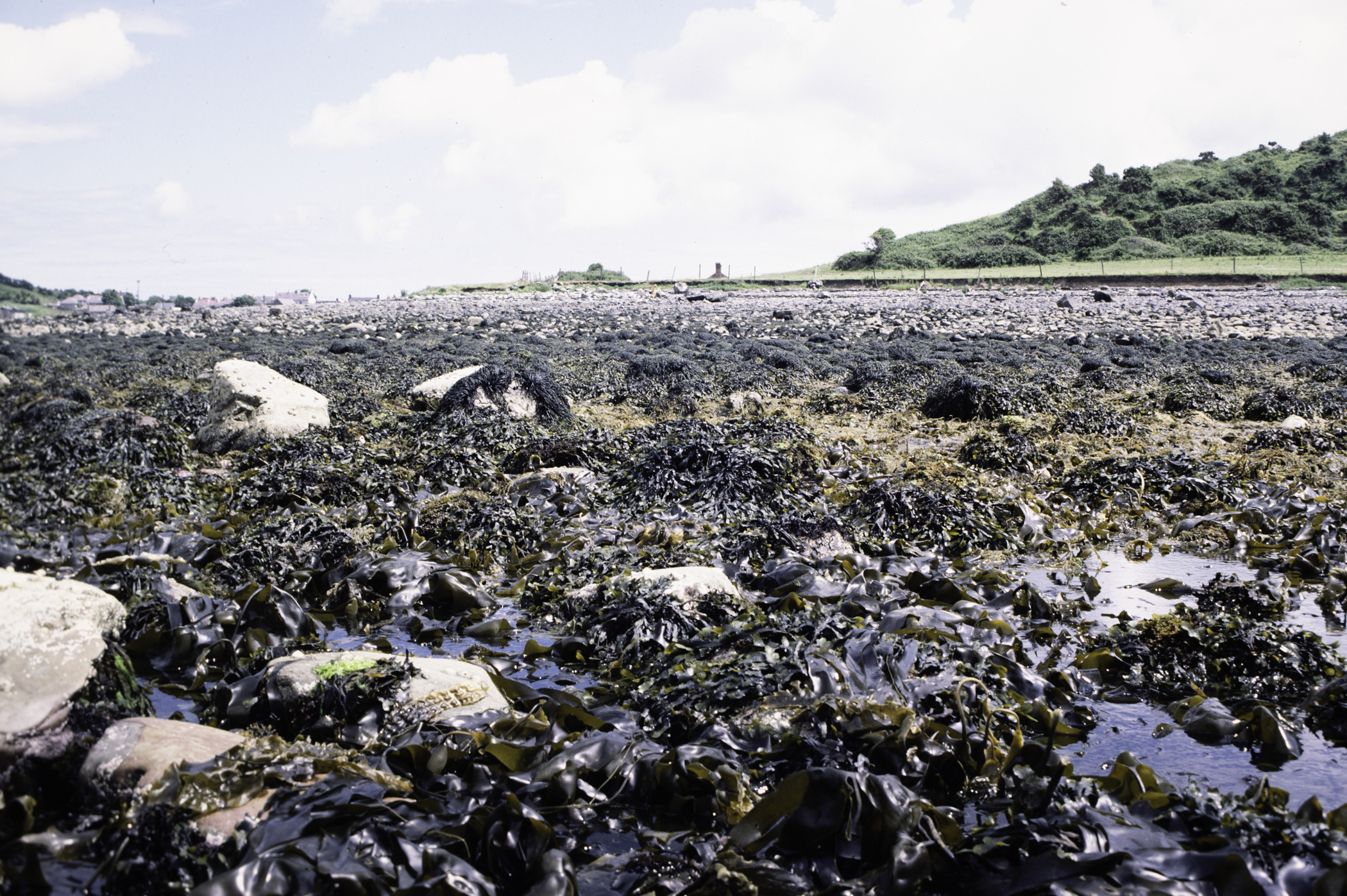 . Site: Kircubbin Point, Strangford Lough. 