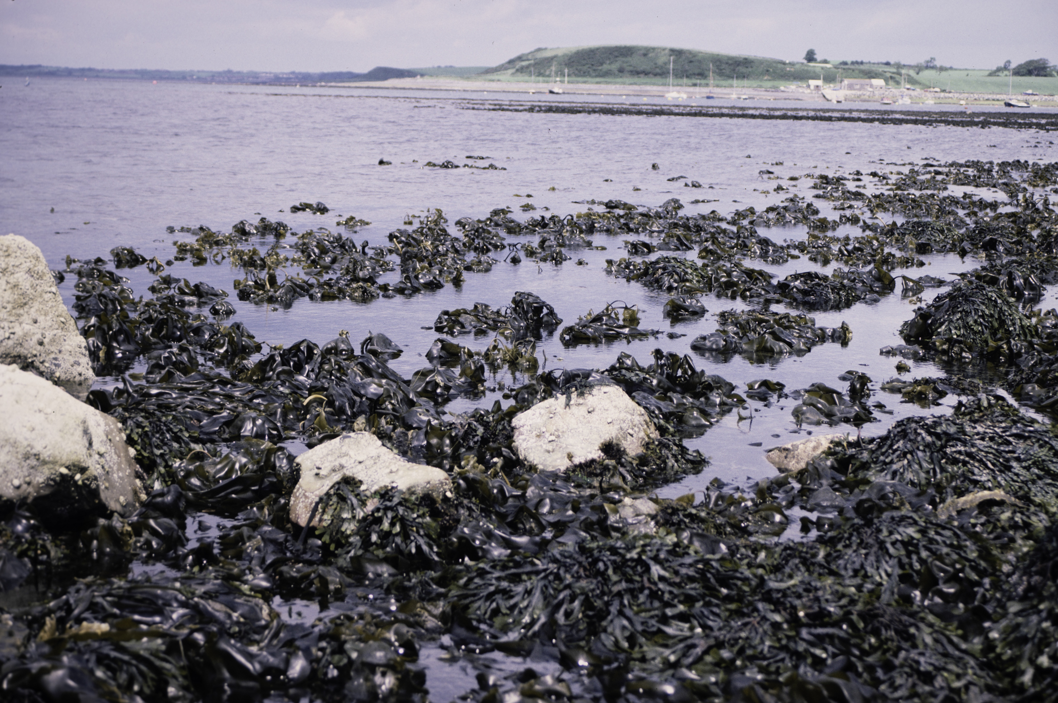 . Site: Kircubbin Point, Strangford Lough. 