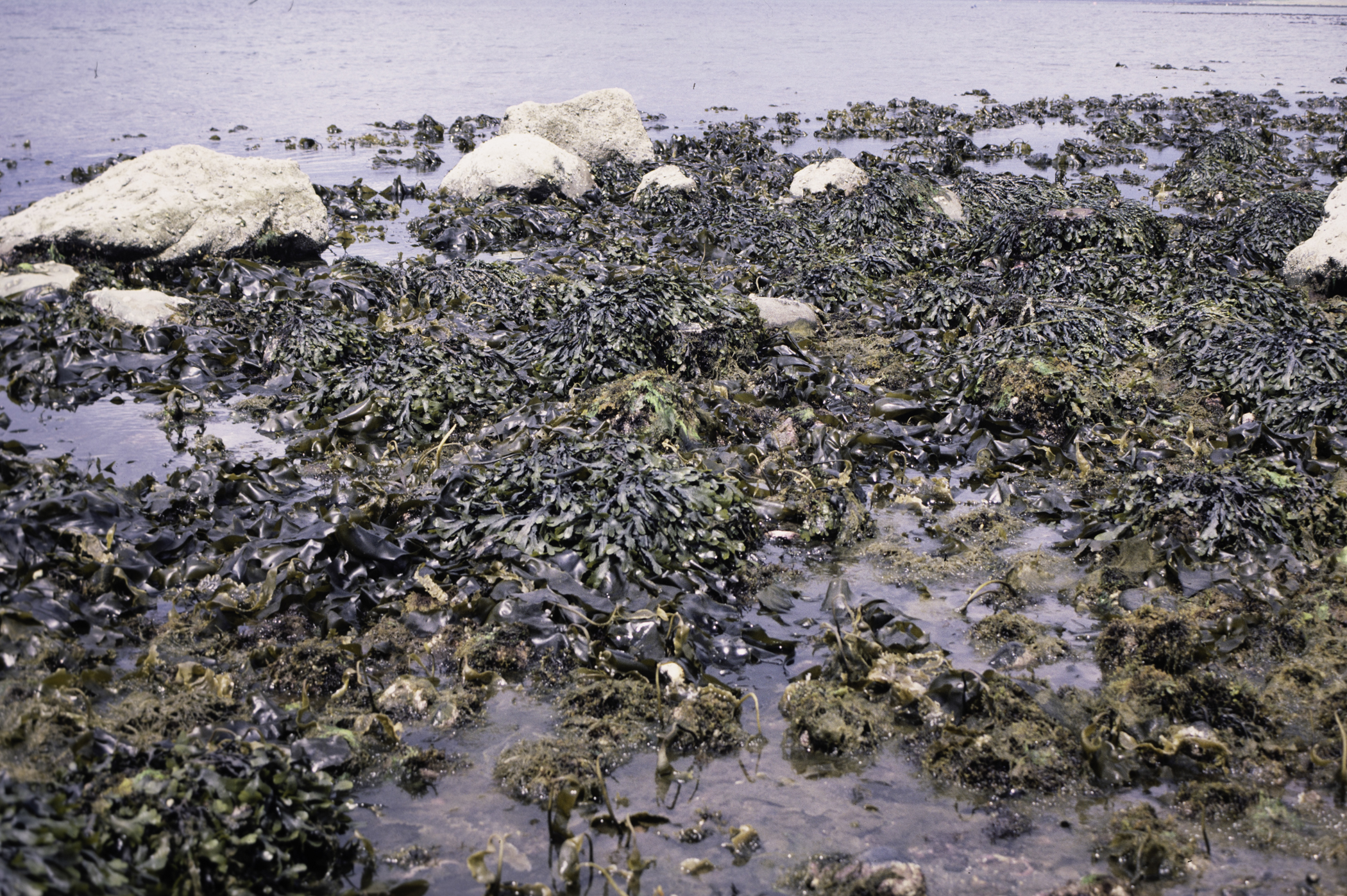 . Site: Kircubbin Point, Strangford Lough. 