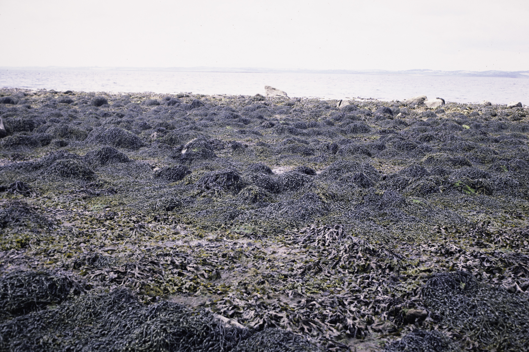 . Site: Kircubbin Point, Strangford Lough. 