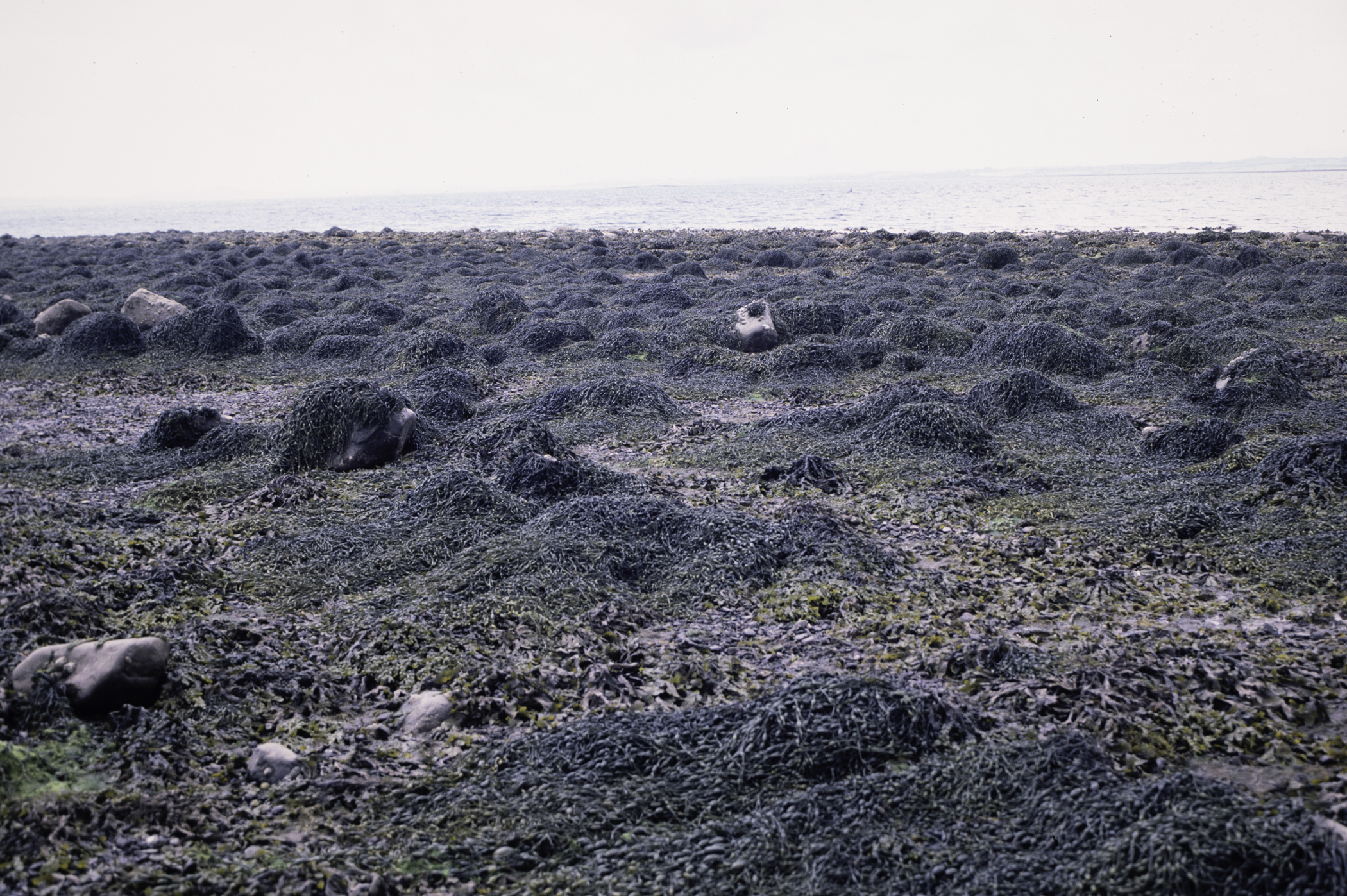 . Site: Kircubbin Point, Strangford Lough. 