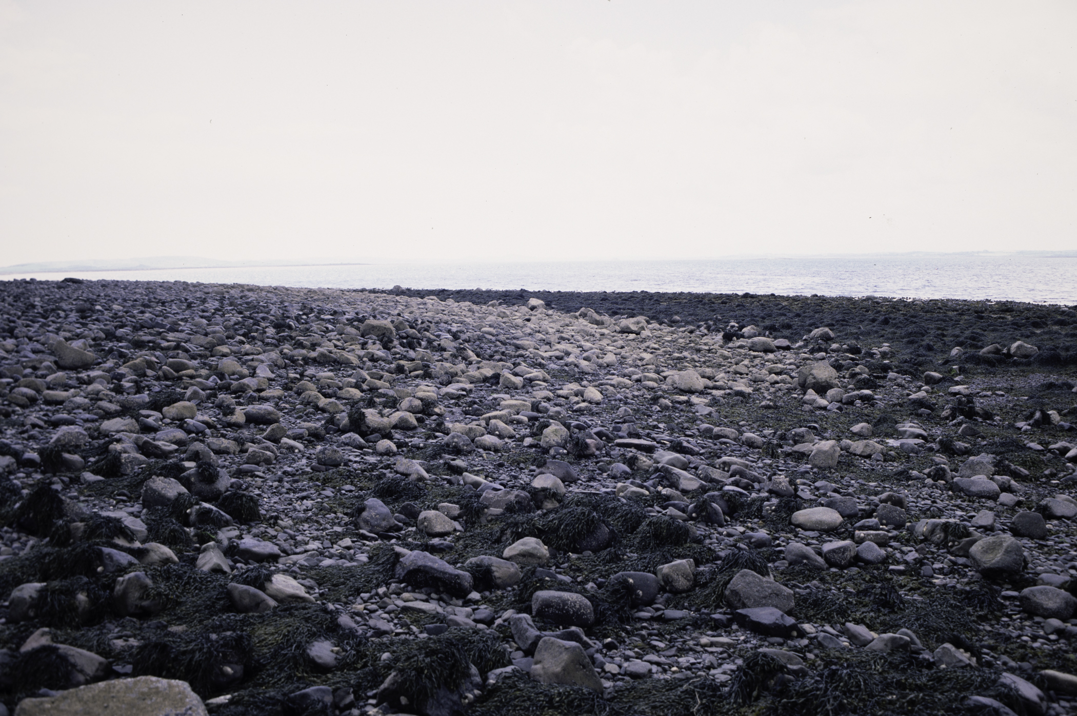 . Site: Kircubbin Point, Strangford Lough. 