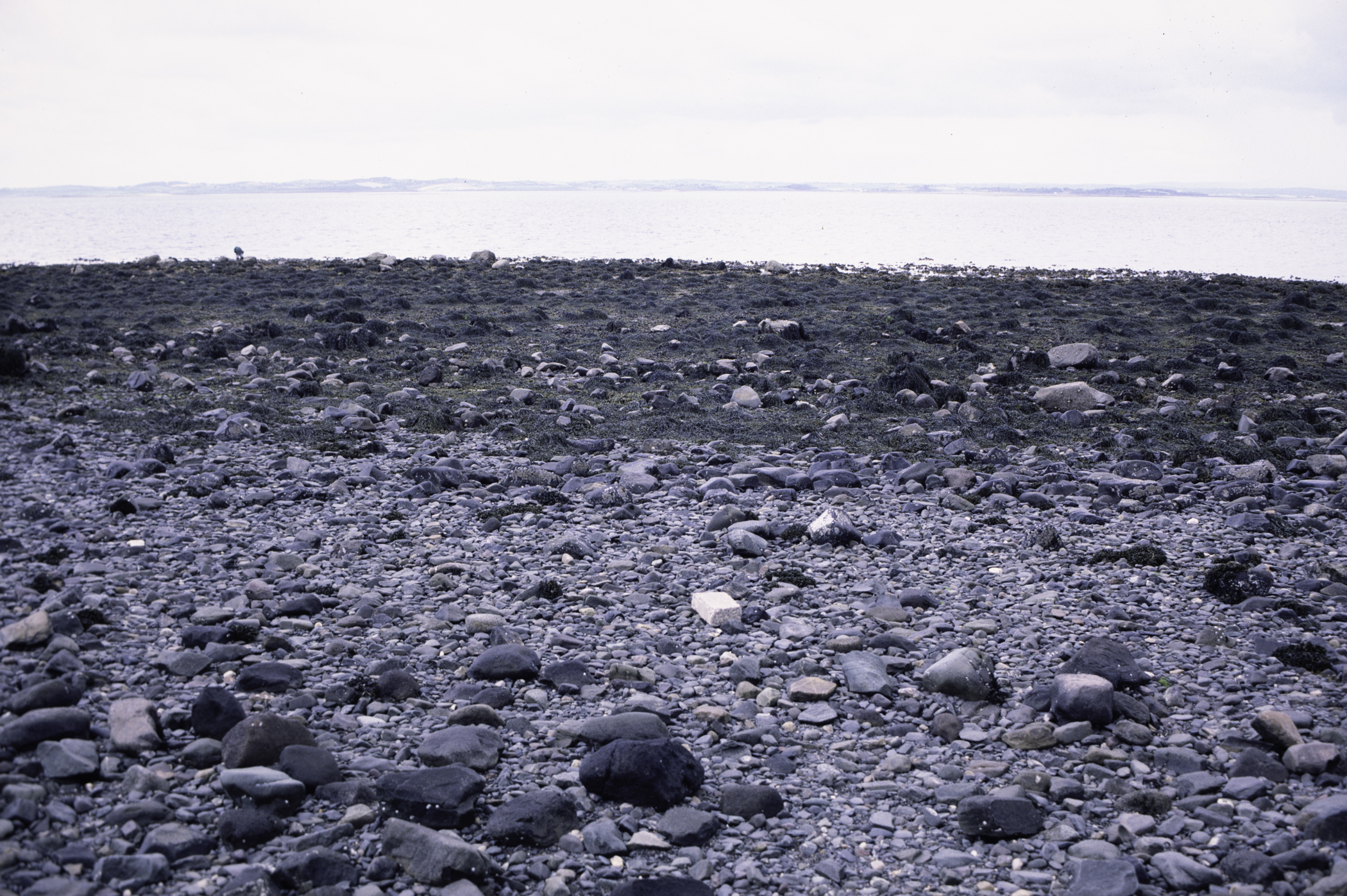 . Site: Kircubbin Point, Strangford Lough. 