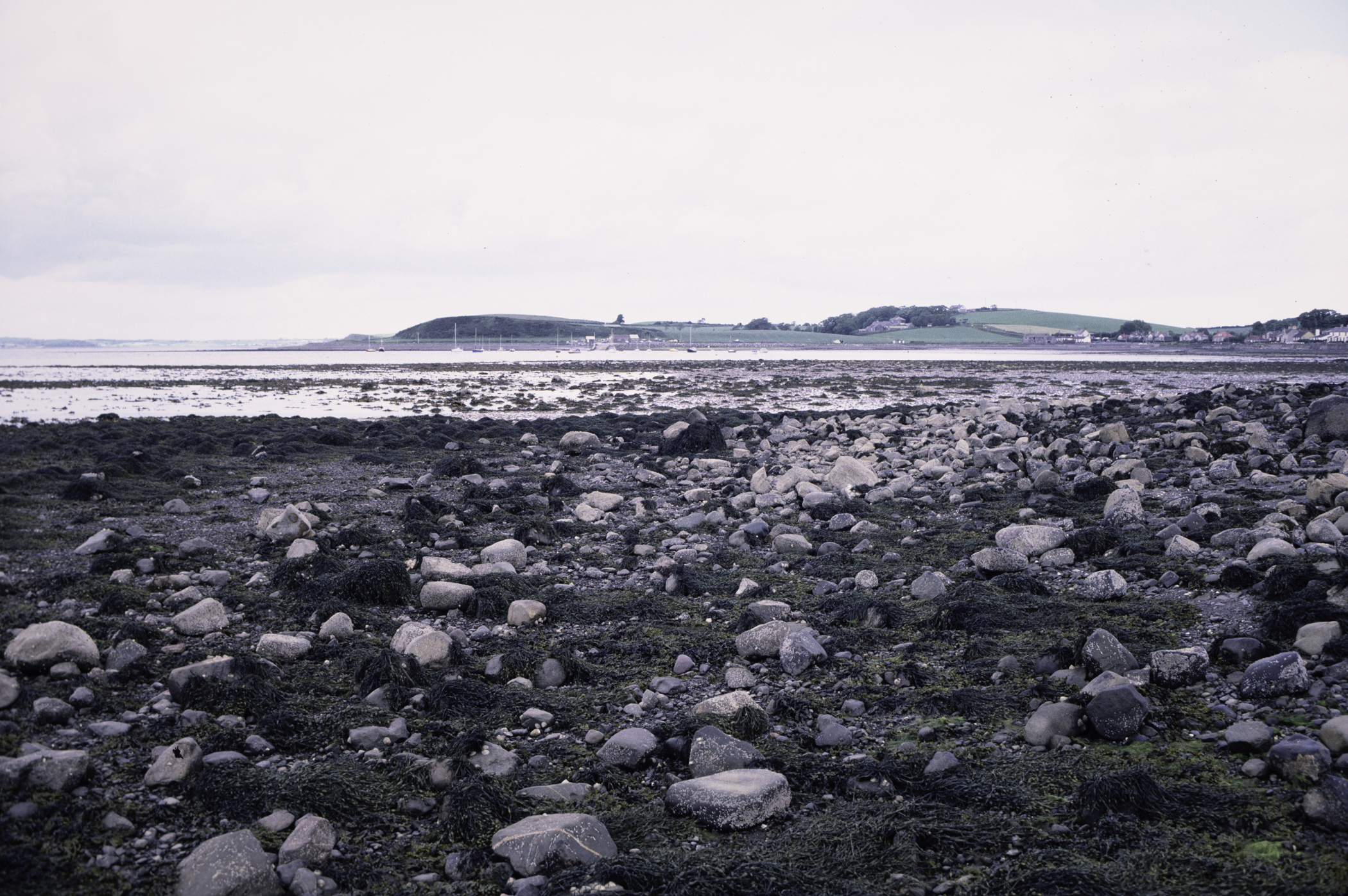 . Site: Kircubbin Point, Strangford Lough. 