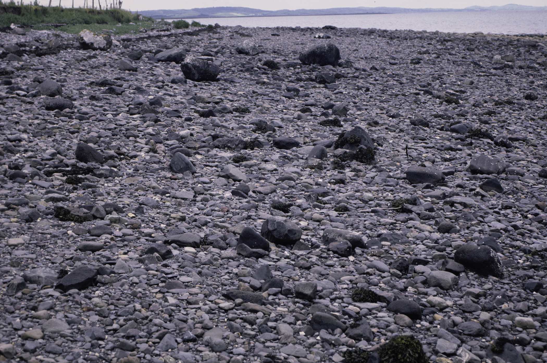 . Site: Kircubbin Point, Strangford Lough. 