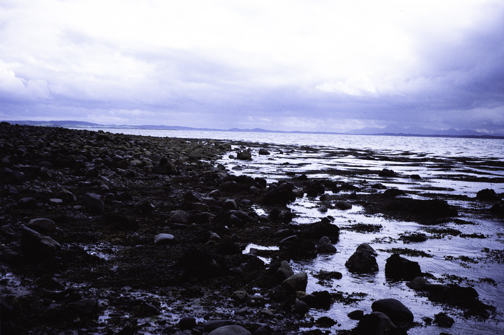 . Site: Kircubbin Point, Strangford Lough. 