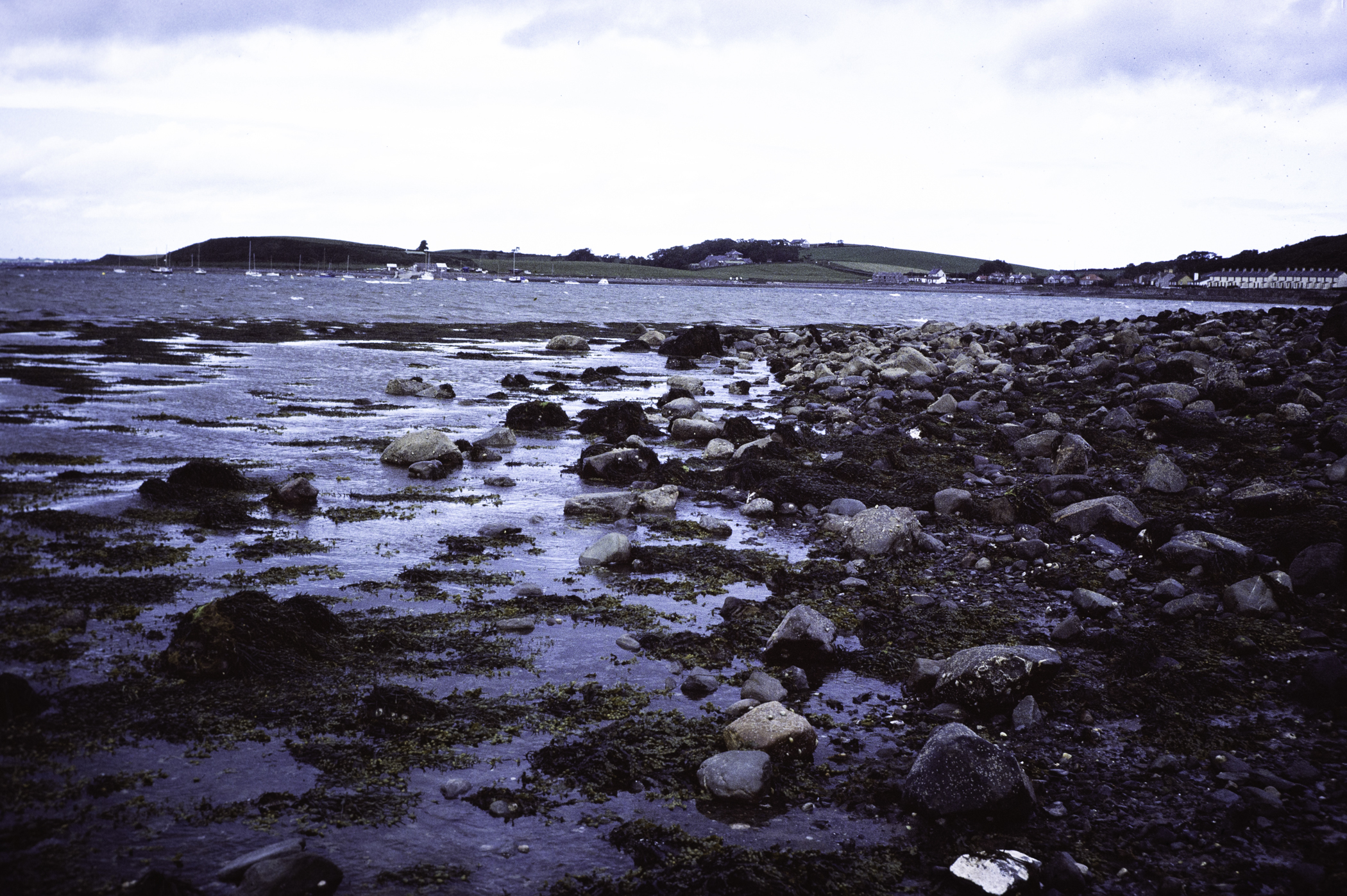 . Site: Kircubbin Point, Strangford Lough. 