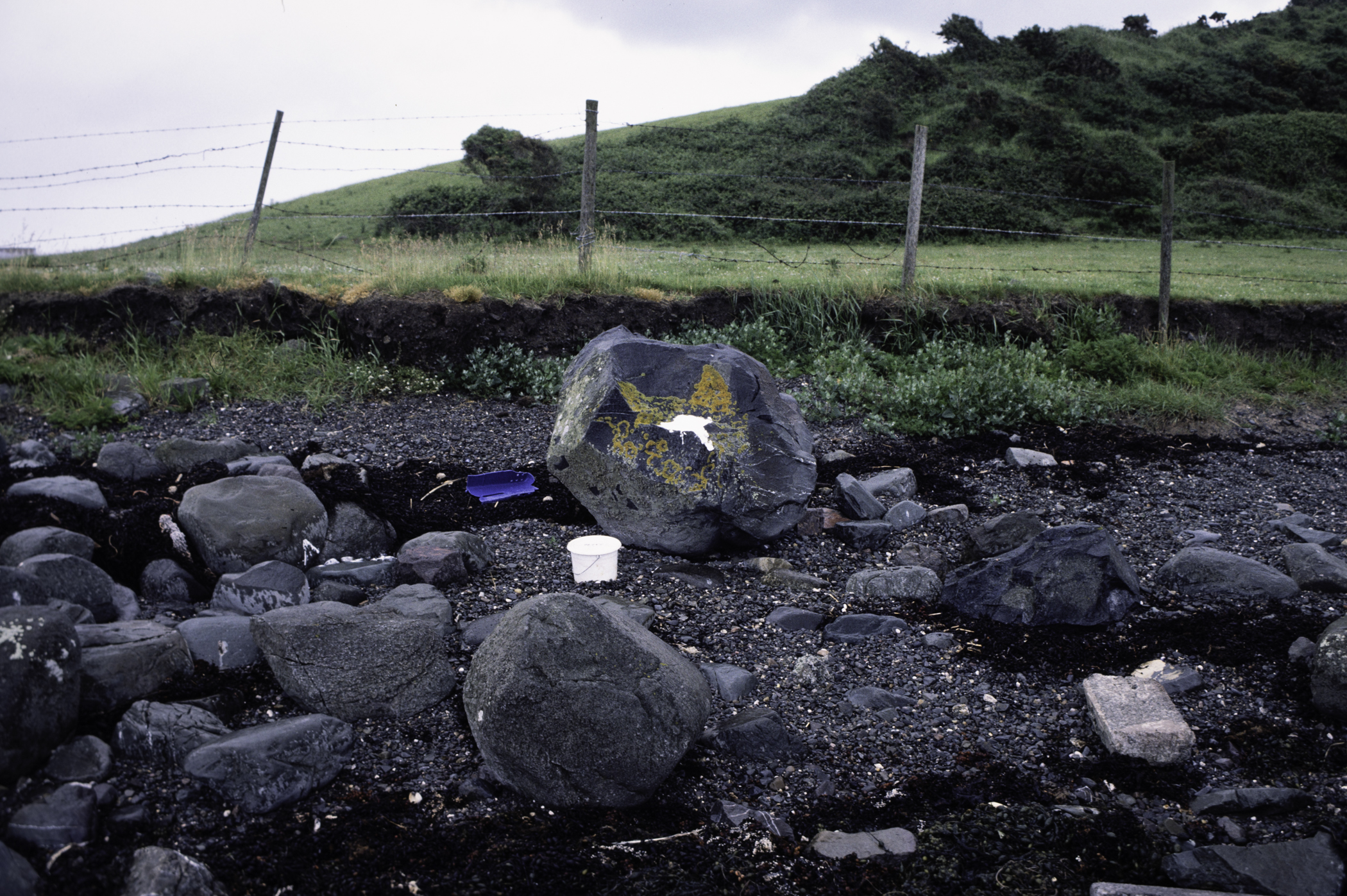 . Site: Kircubbin Point, Strangford Lough. 