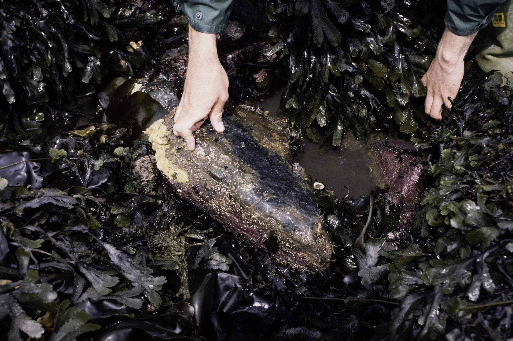 . Site: Kircubbin Point, Strangford Lough. 