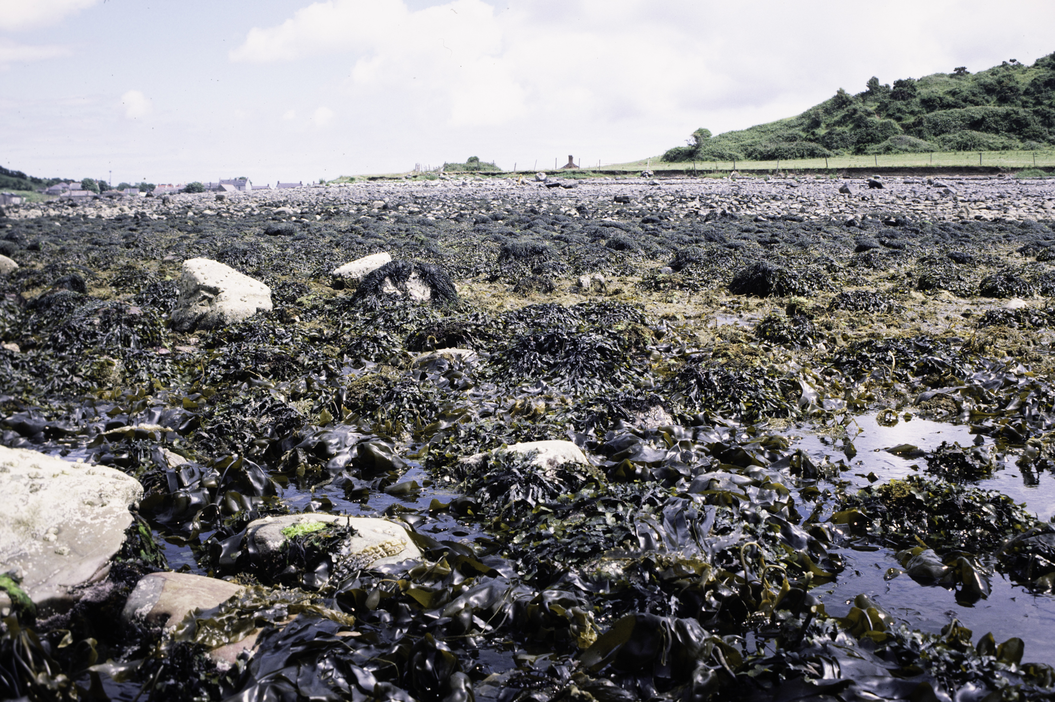 . Site: Kircubbin Point, Strangford Lough. 