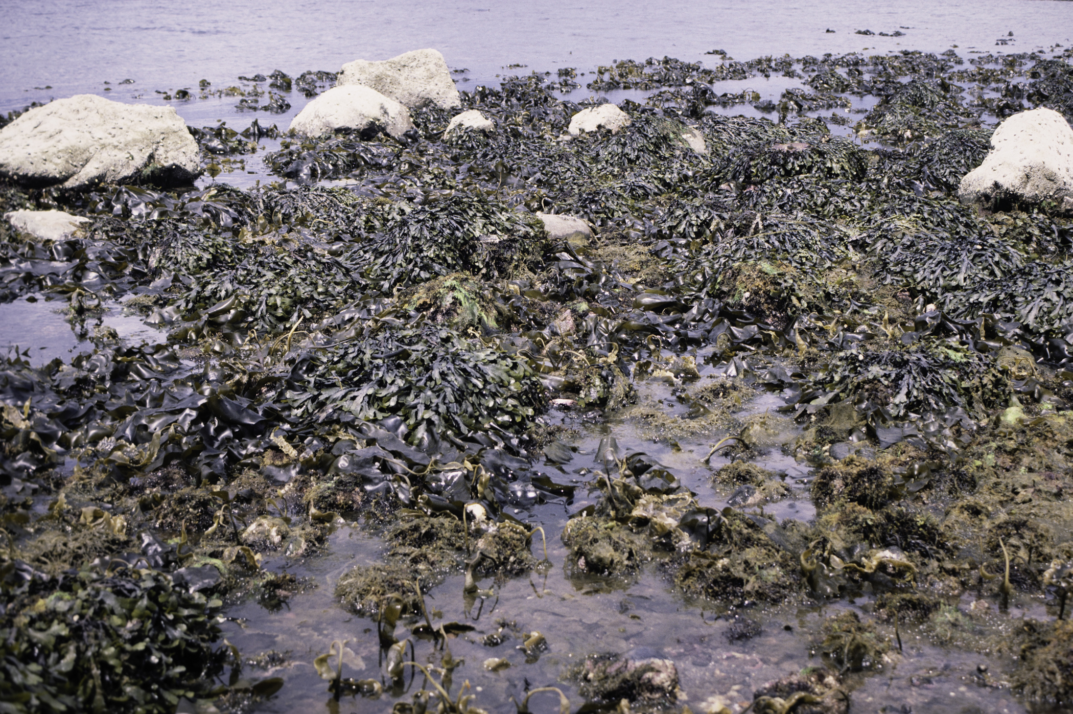 . Site: Kircubbin Point, Strangford Lough. 