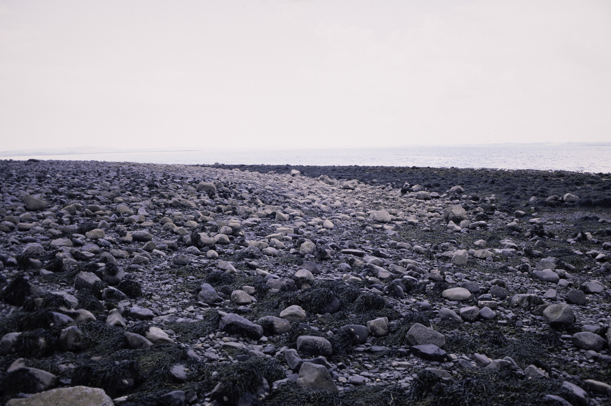 . Site: Kircubbin Point, Strangford Lough. 