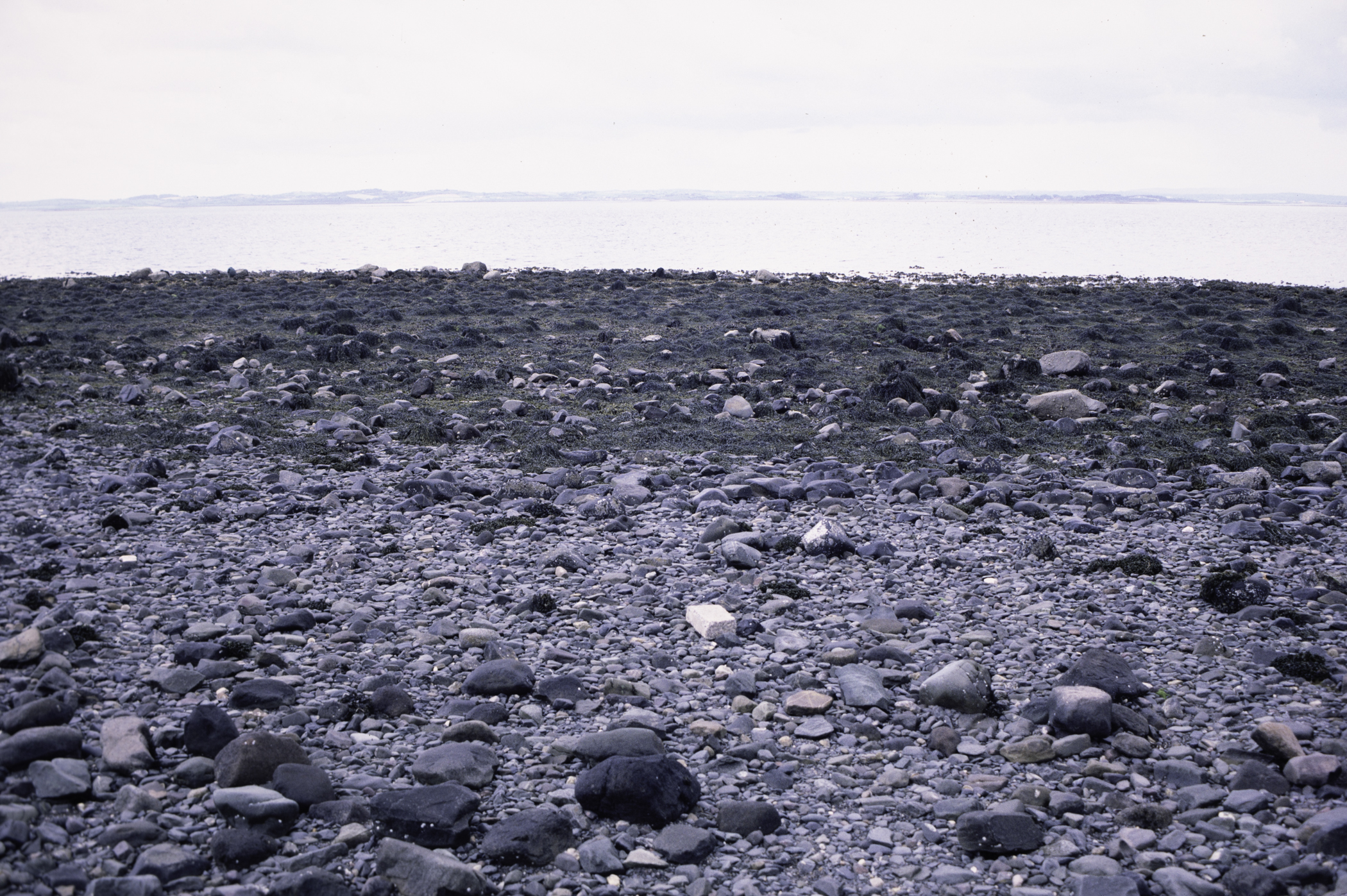 . Site: Kircubbin Point, Strangford Lough. 