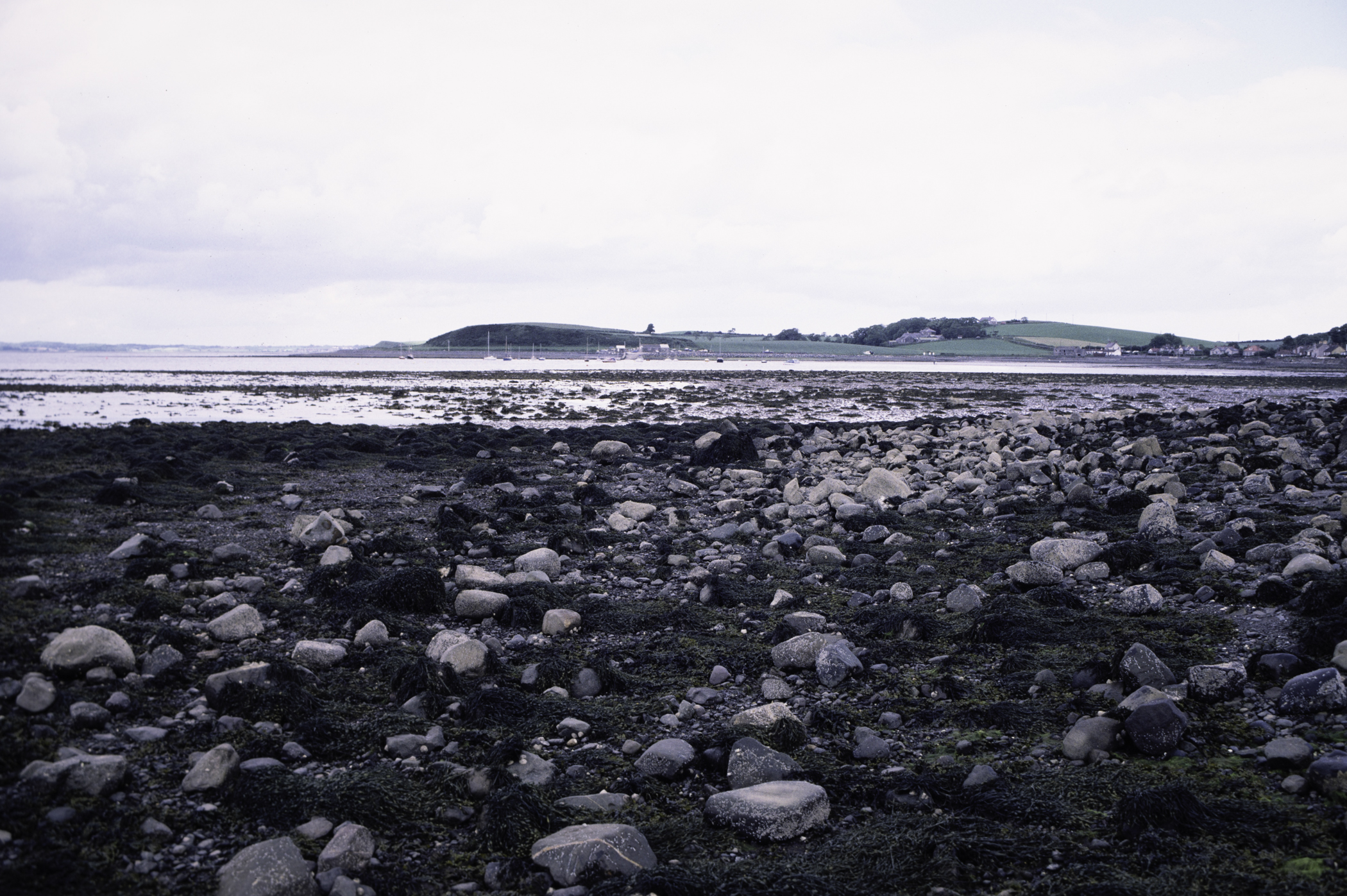 . Site: Kircubbin Point, Strangford Lough. 