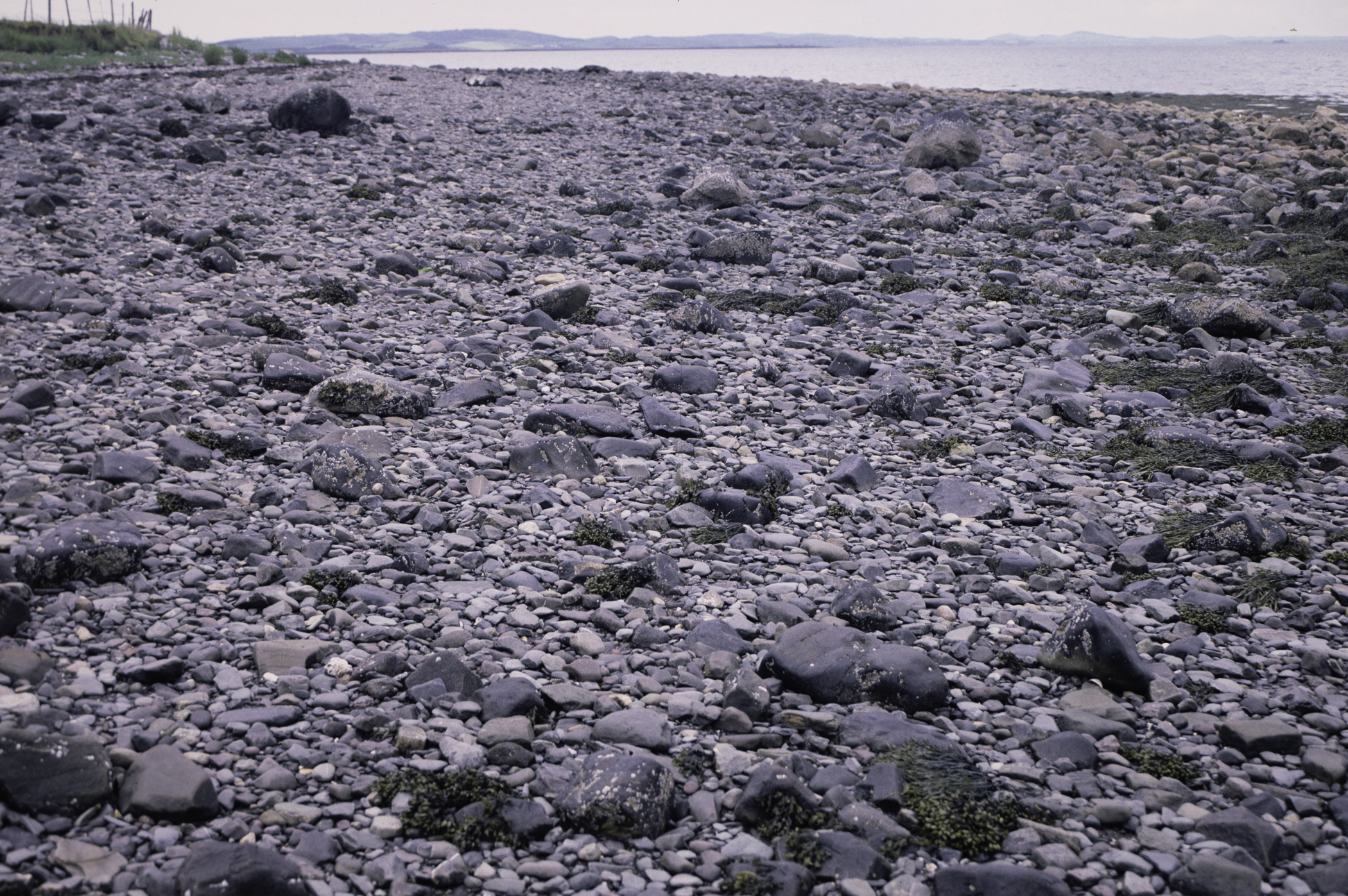 . Site: Kircubbin Point, Strangford Lough. 