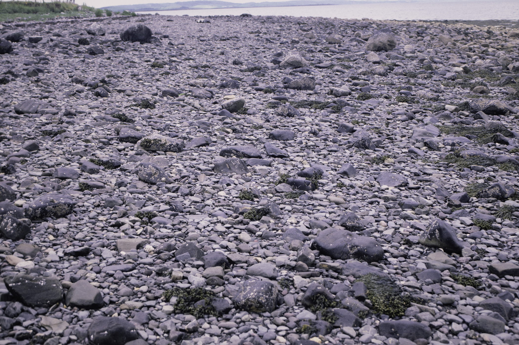 . Site: Kircubbin Point, Strangford Lough. 