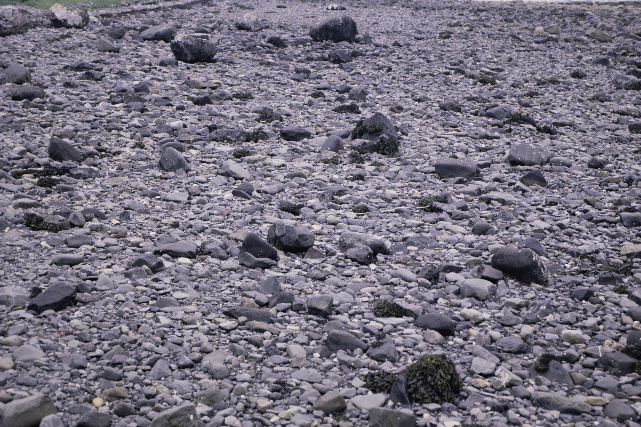 . Site: Kircubbin Point, Strangford Lough. 