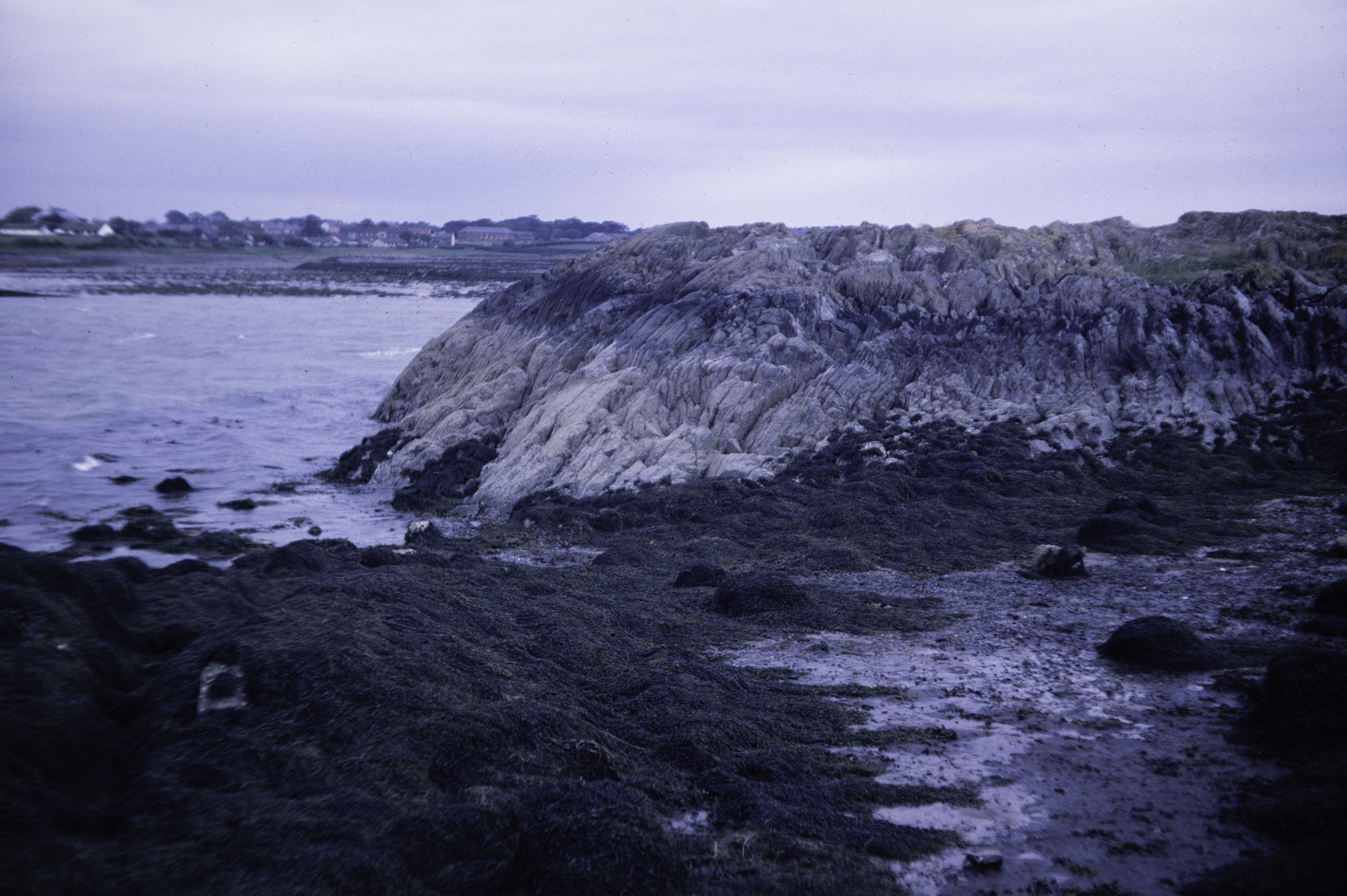 . Site: Black Neb, Strangford Lough. 