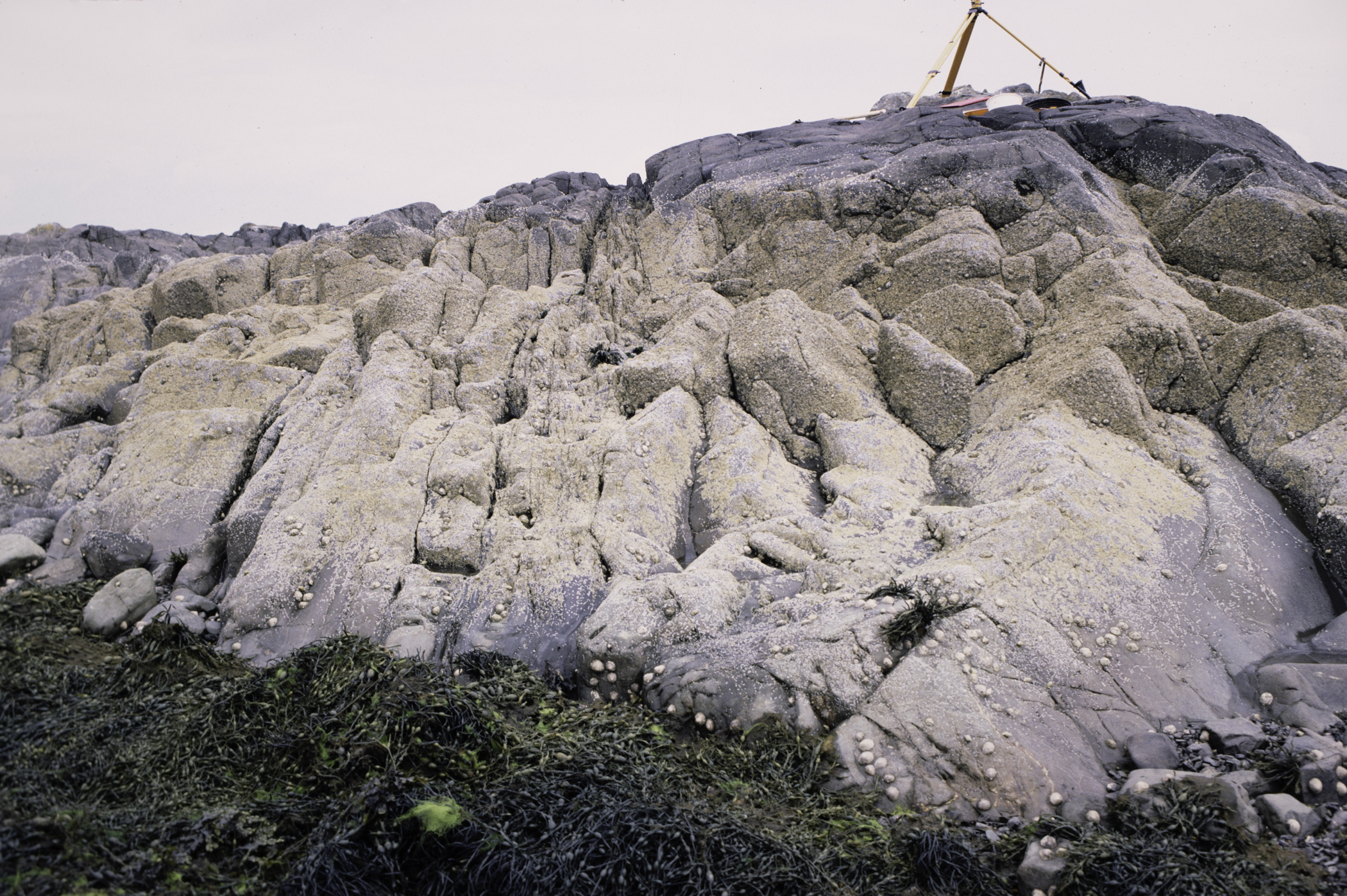 . Site: Black Neb, Strangford Lough. 