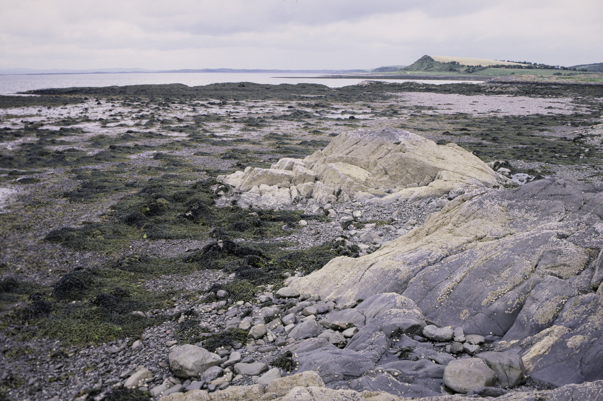 . Site: Black Neb, Strangford Lough. 