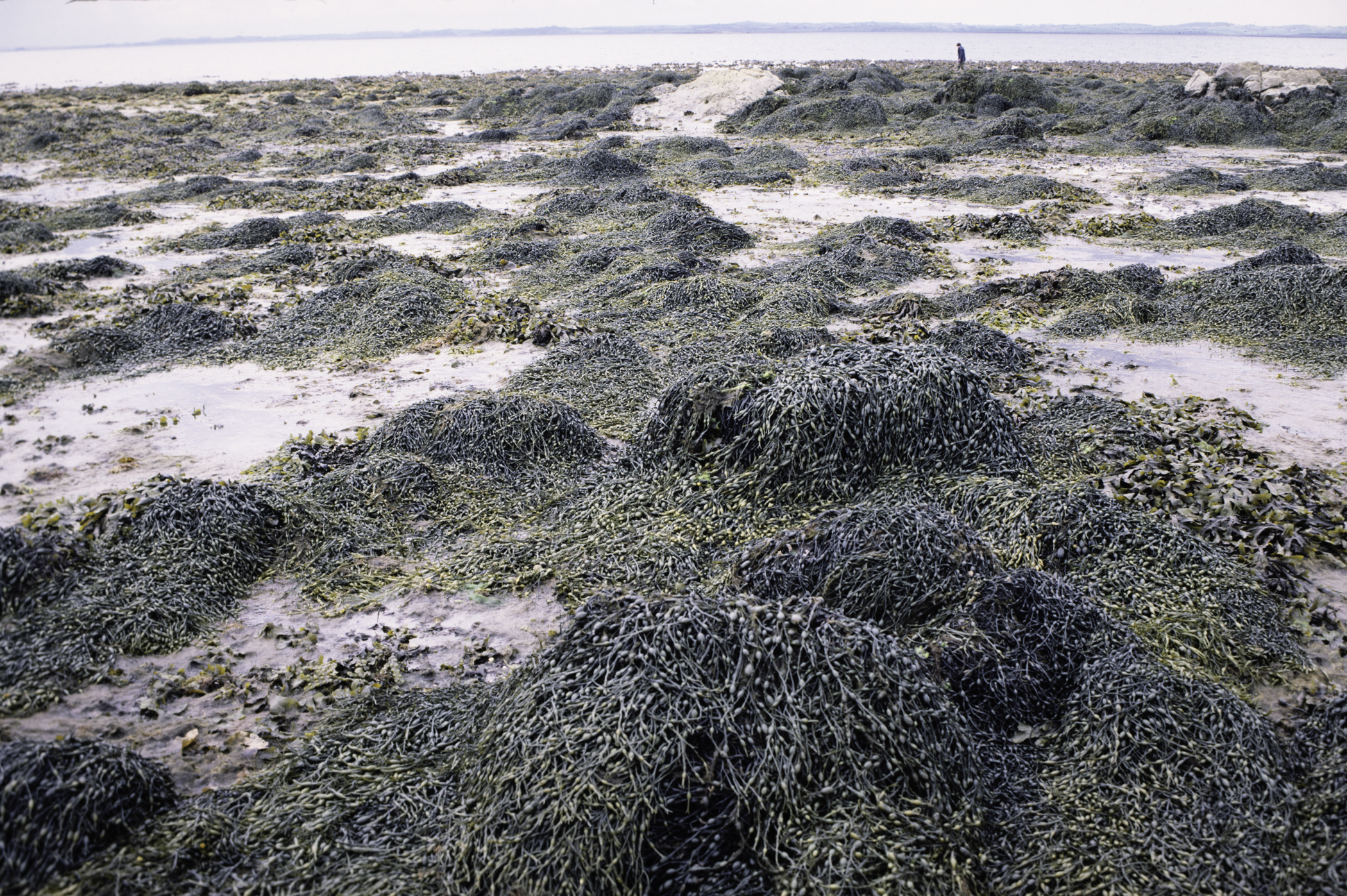 . Site: Black Neb, Strangford Lough. 