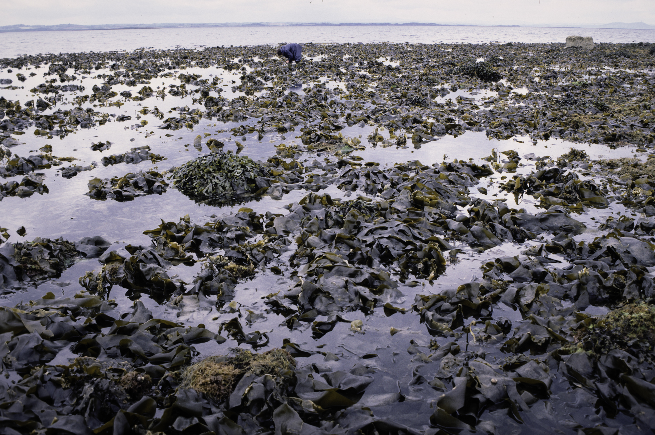 . Site: Black Neb, Strangford Lough. 