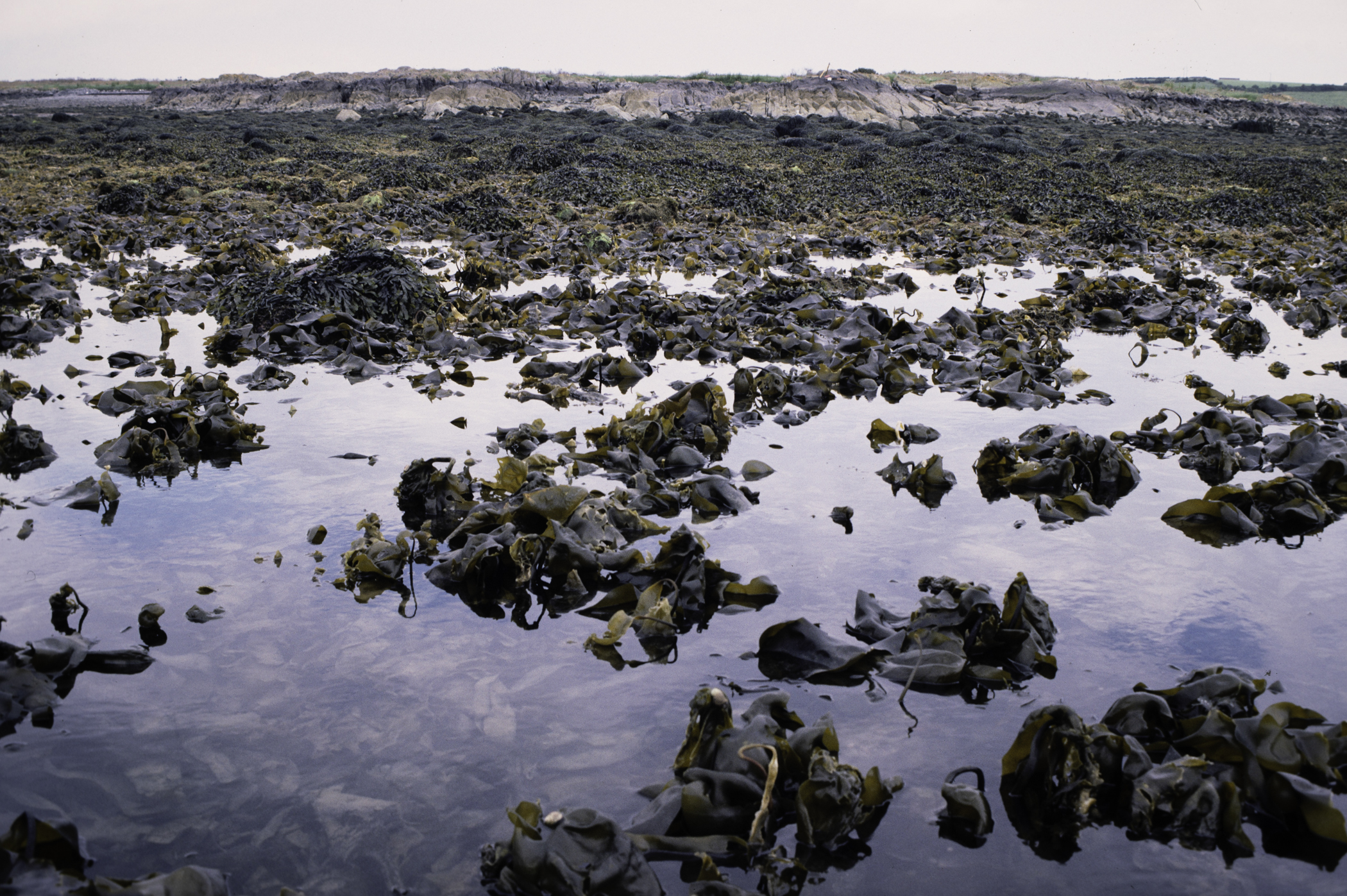 . Site: Black Neb, Strangford Lough. 