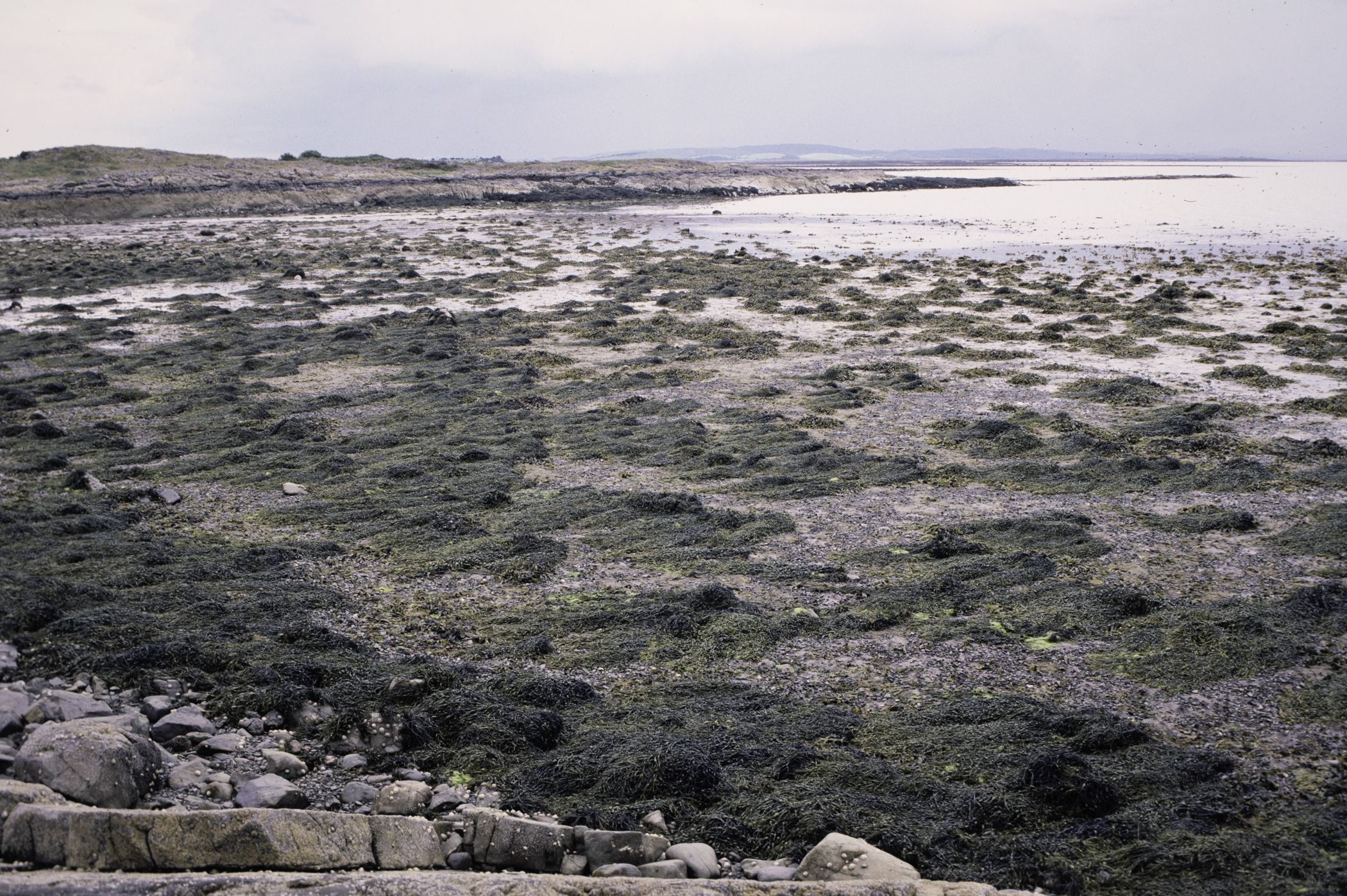 . Site: Black Neb, Strangford Lough. 