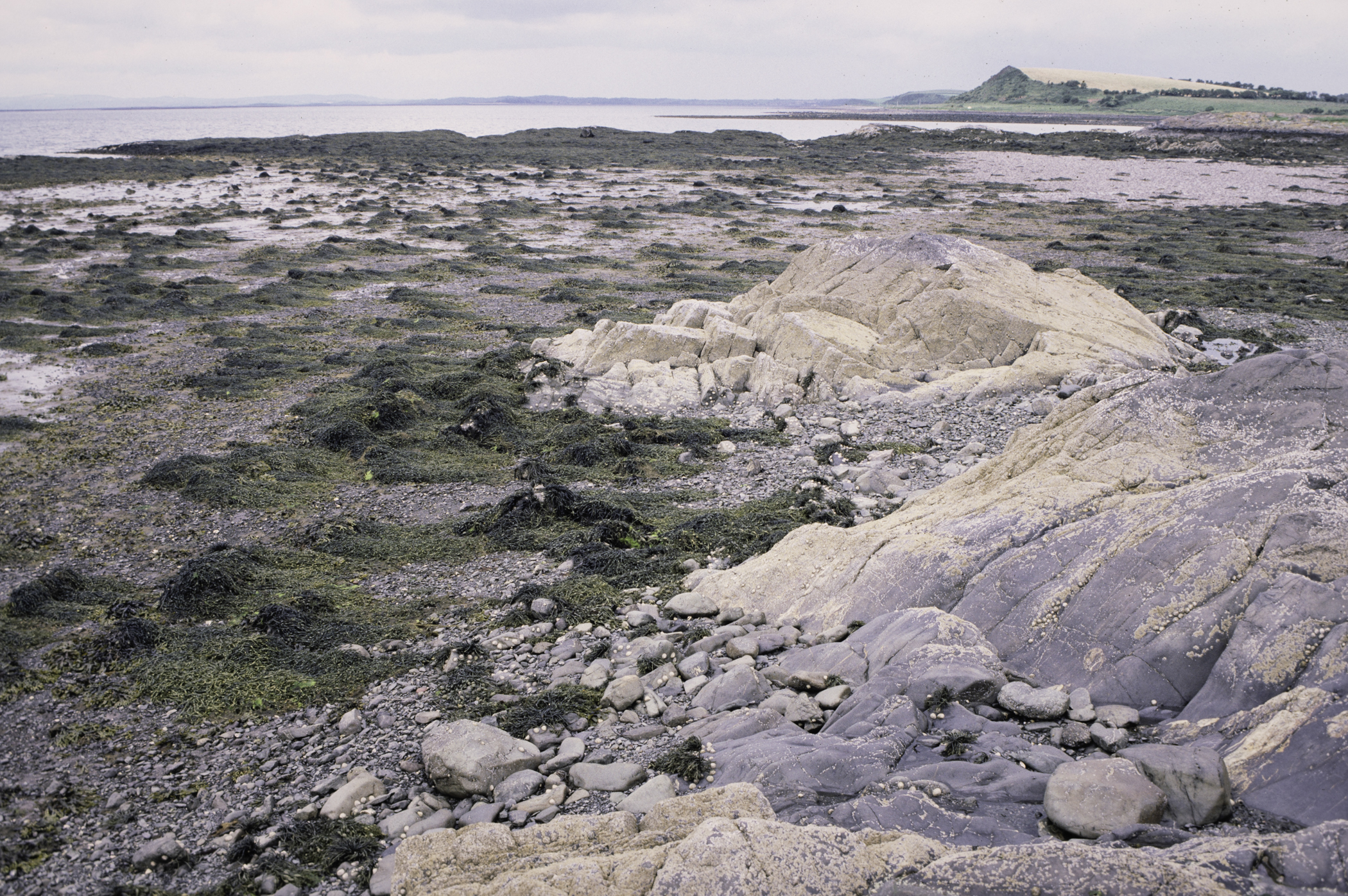 . Site: Black Neb, Strangford Lough. 