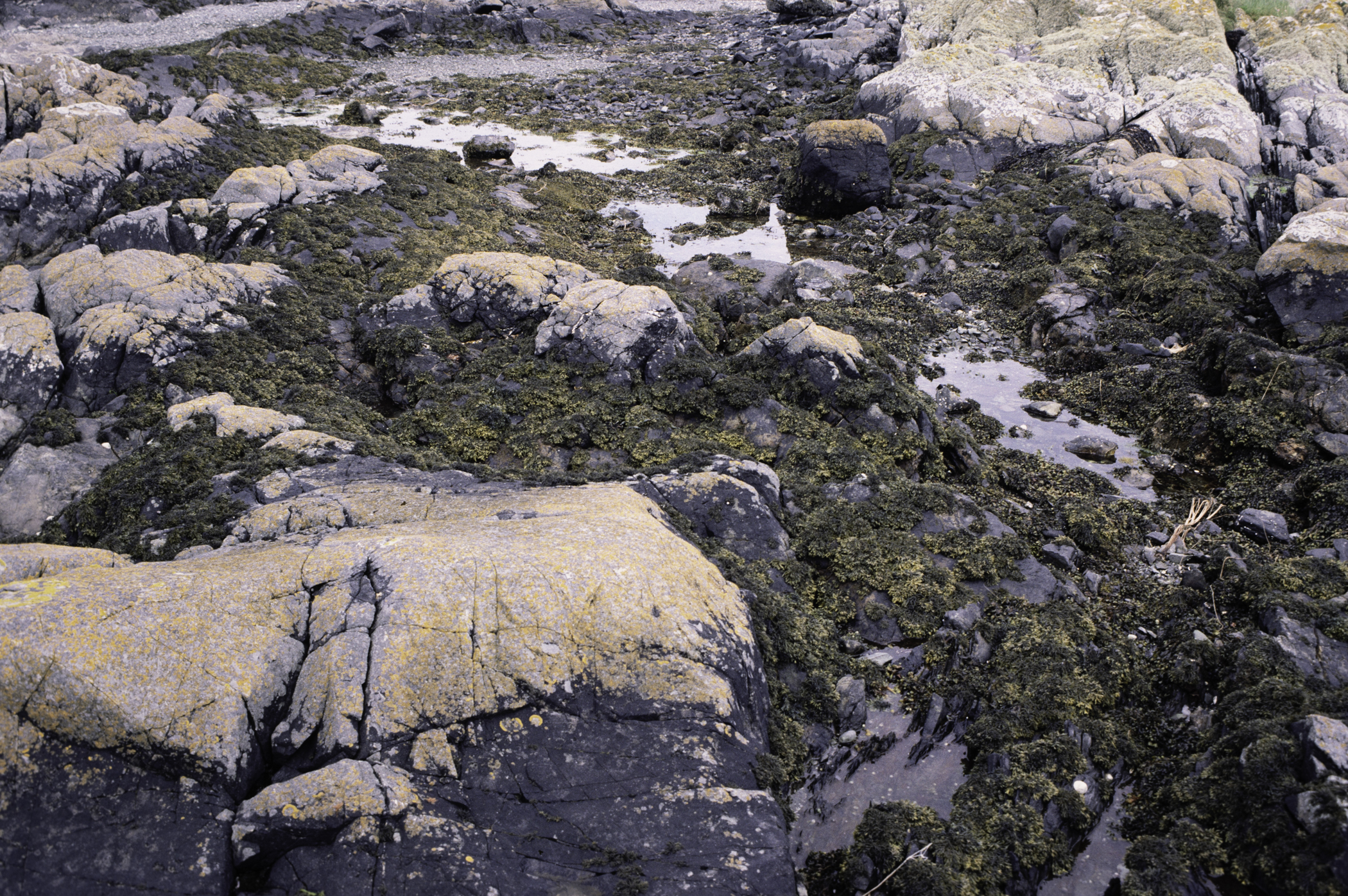 . Site: Black Neb, Strangford Lough. 