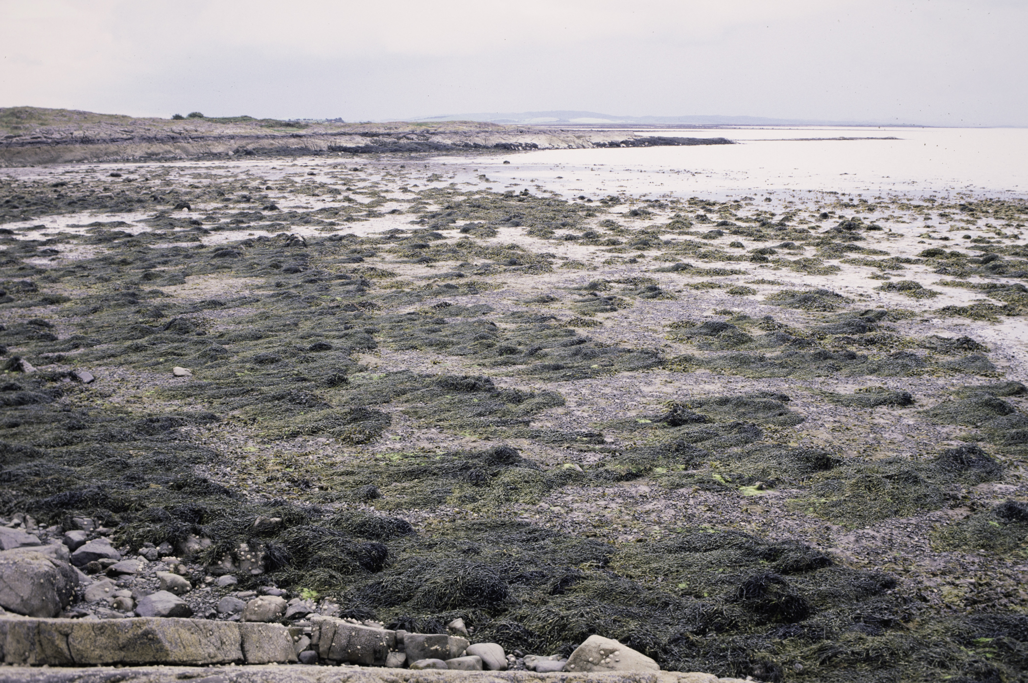 . Site: Black Neb, Strangford Lough. 