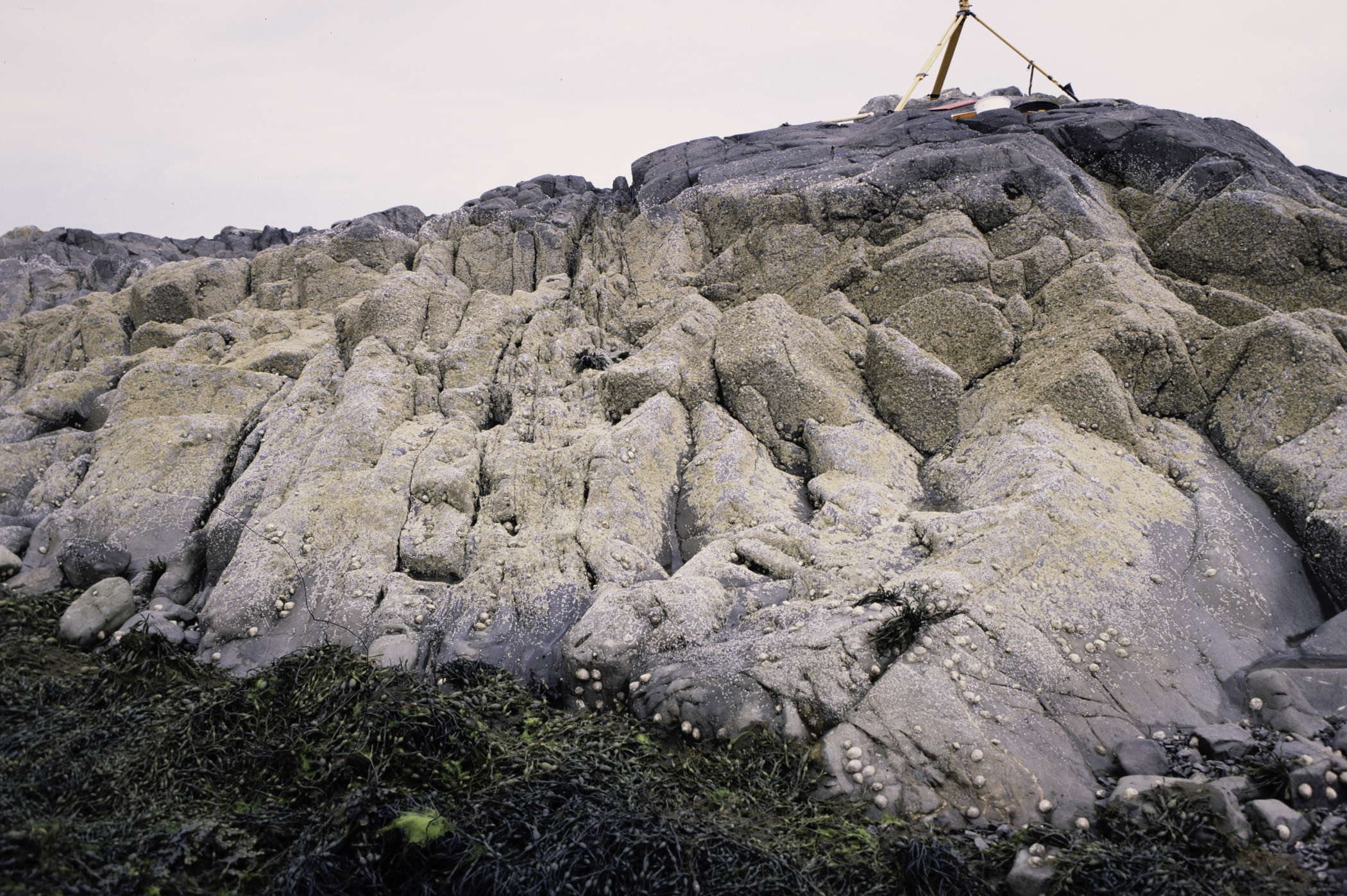 . Site: Black Neb, Strangford Lough. 