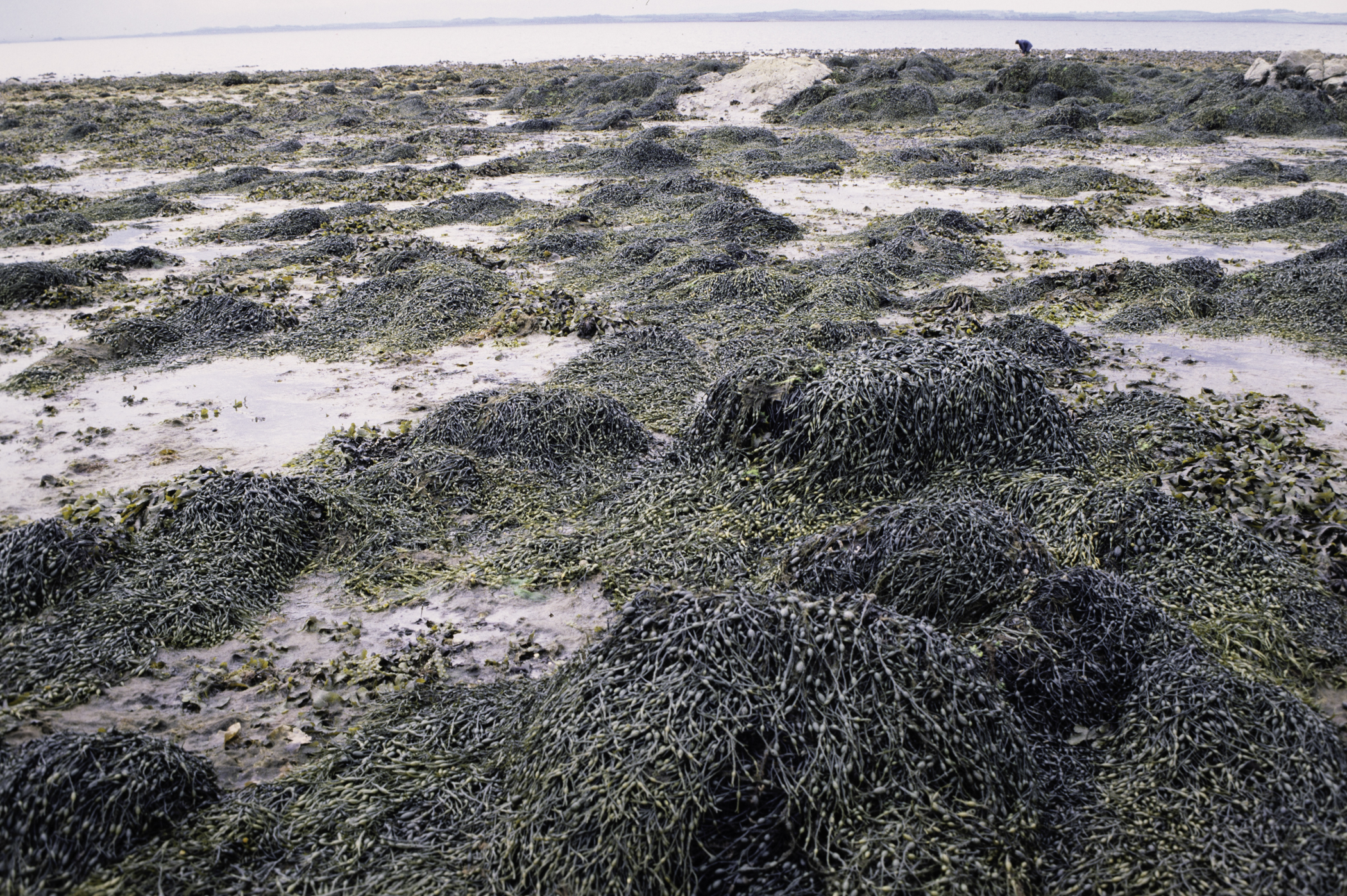 . Site: Black Neb, Strangford Lough. 