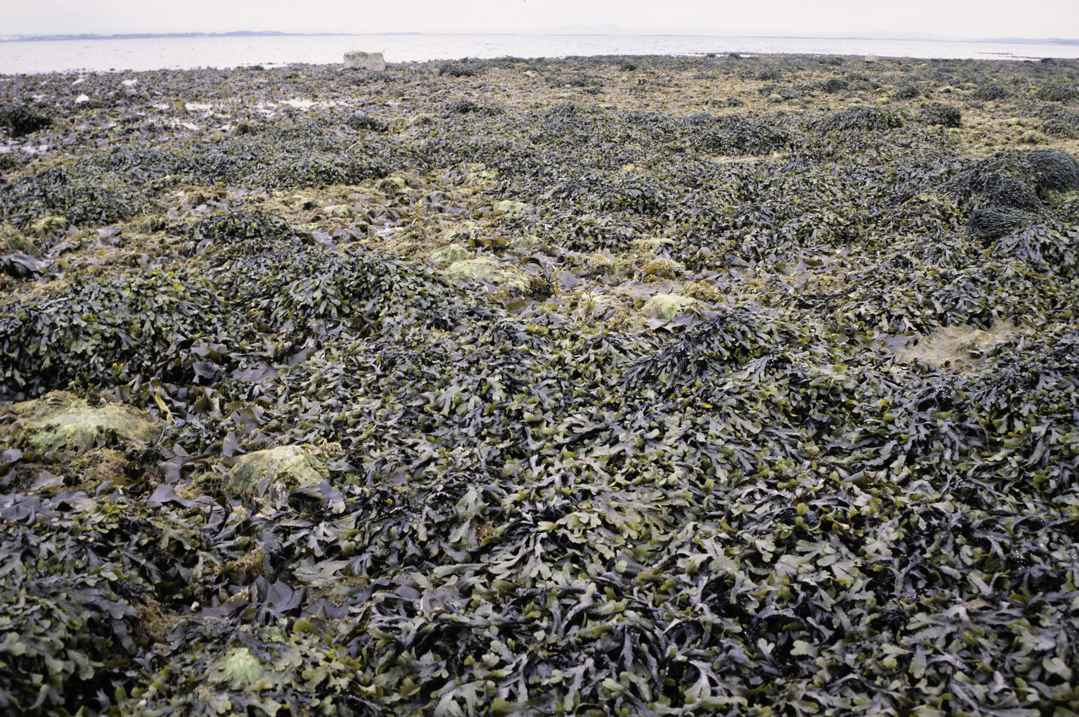 . Site: Black Neb, Strangford Lough. 