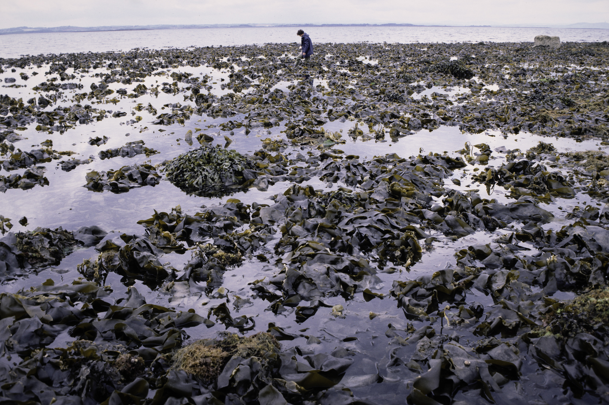 . Site: Black Neb, Strangford Lough. 