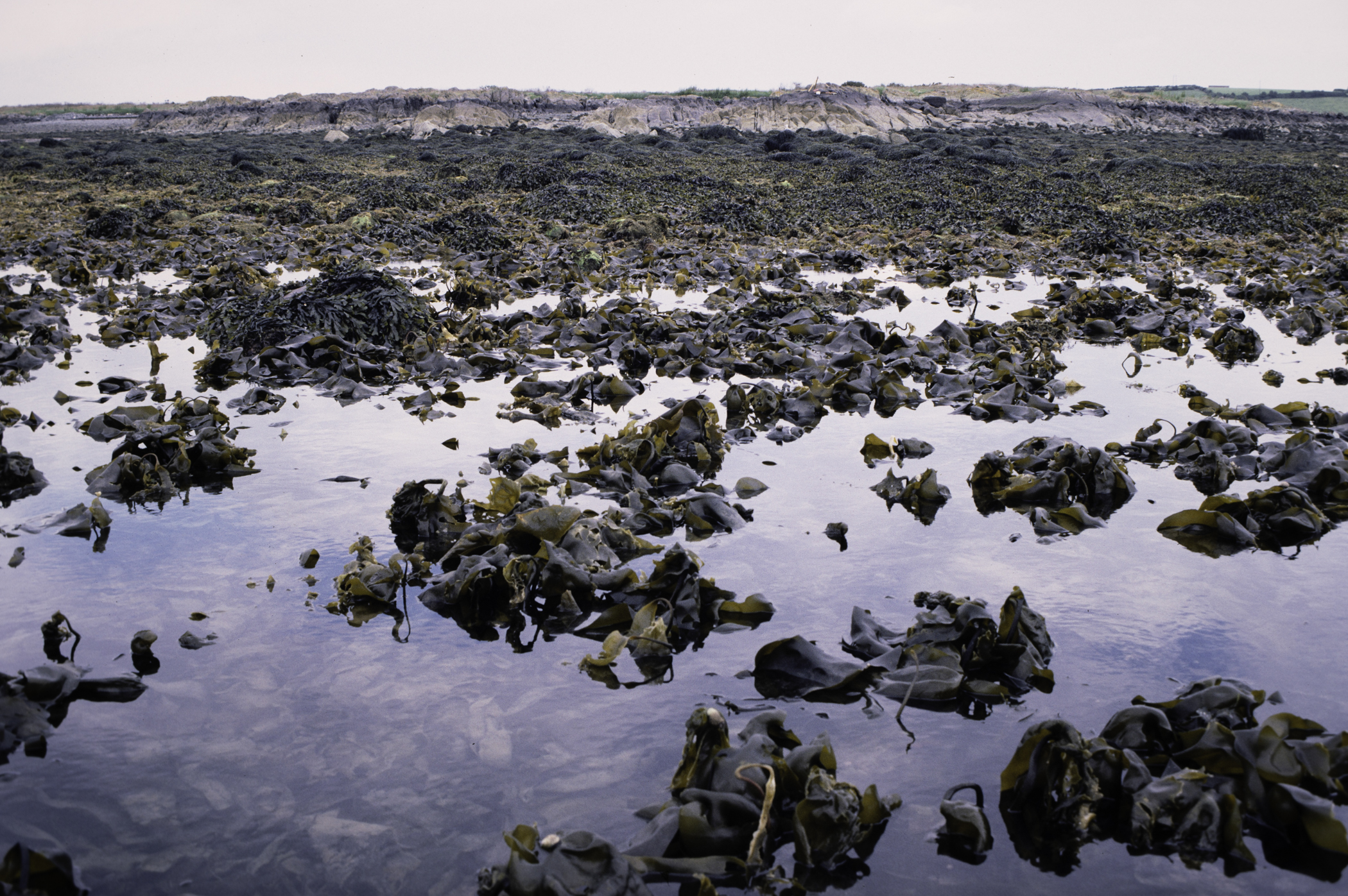 . Site: Black Neb, Strangford Lough. 