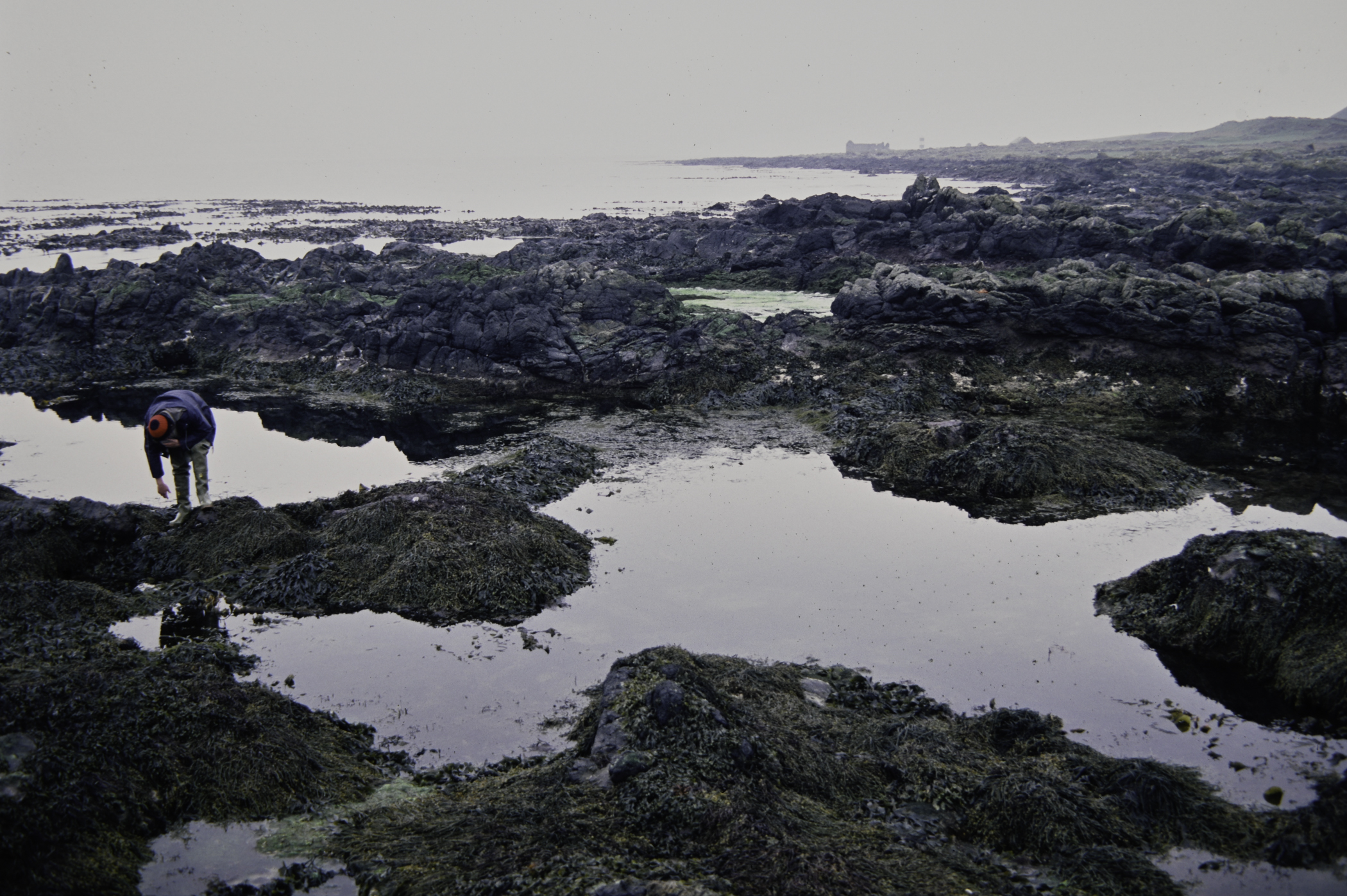 . Site: Doon Bay, Rathlin Island. 