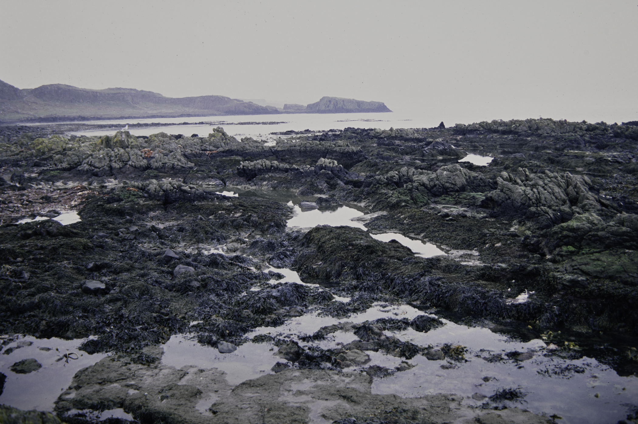 . Site: Doon Bay, Rathlin Island. 