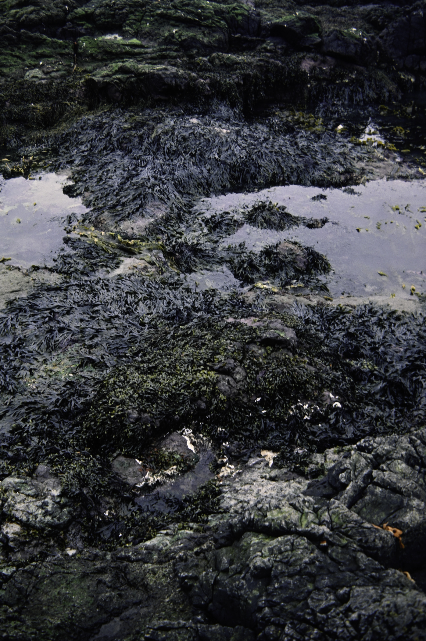 . Site: Doon Bay, Rathlin Island. 