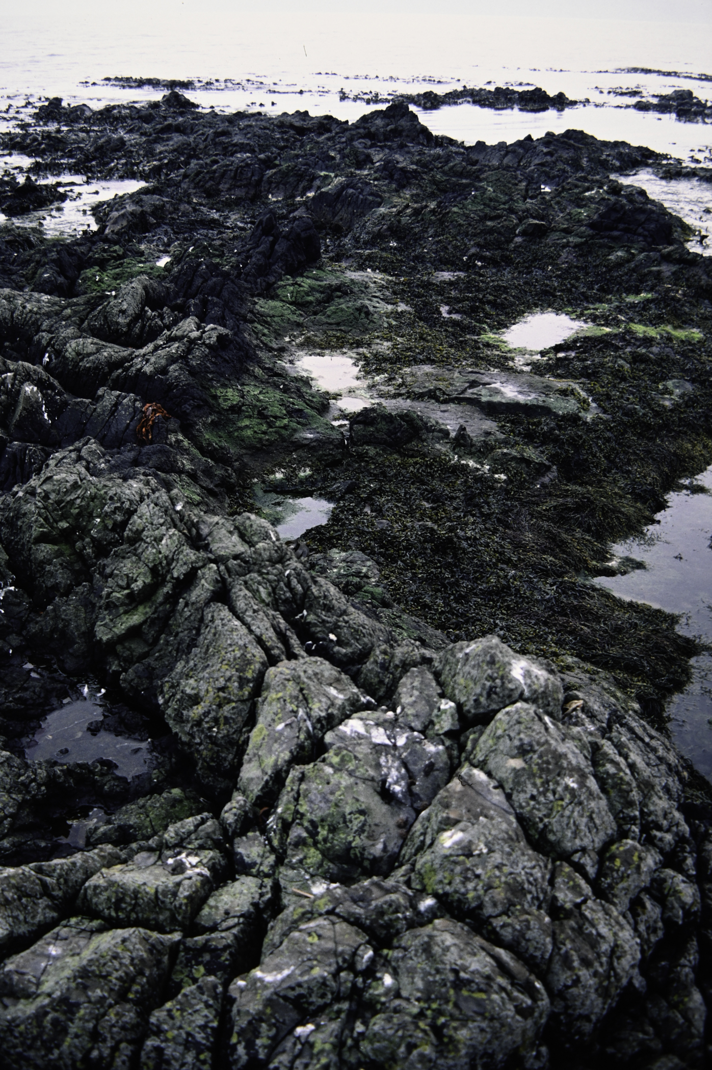 . Site: Doon Bay, Rathlin Island. 