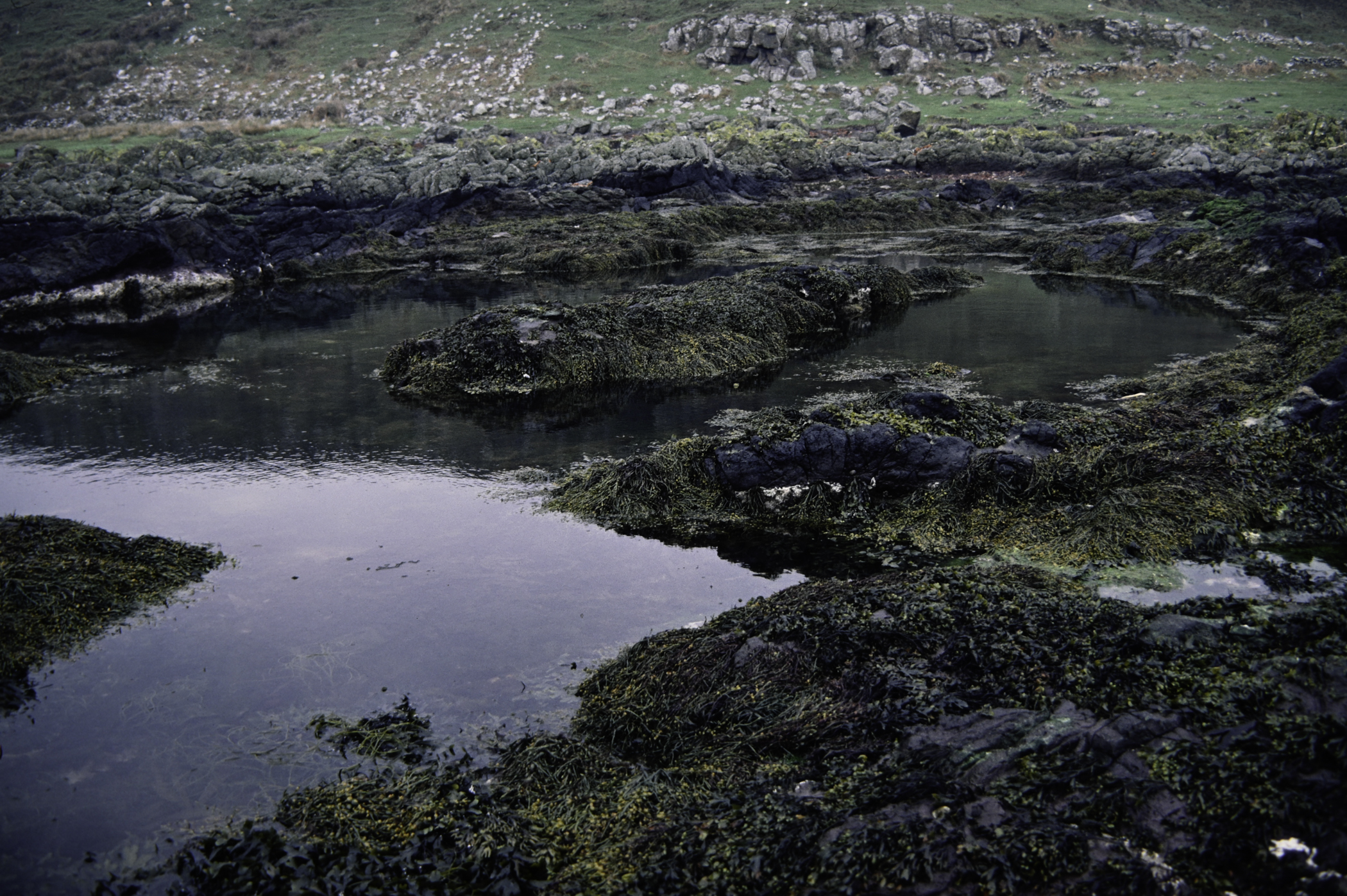 . Site: Doon Bay, Rathlin Island. 