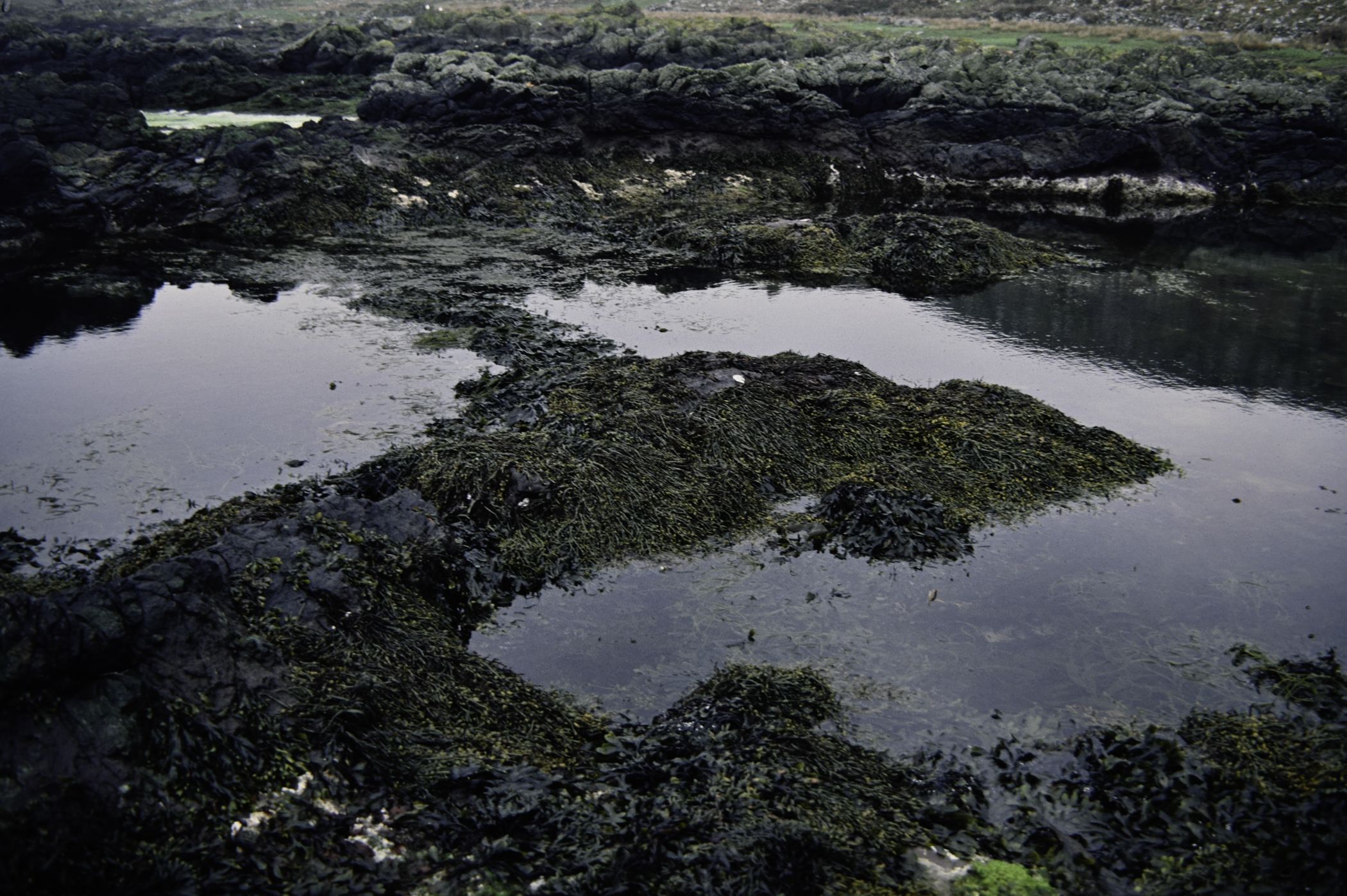 . Site: Doon Bay, Rathlin Island. 