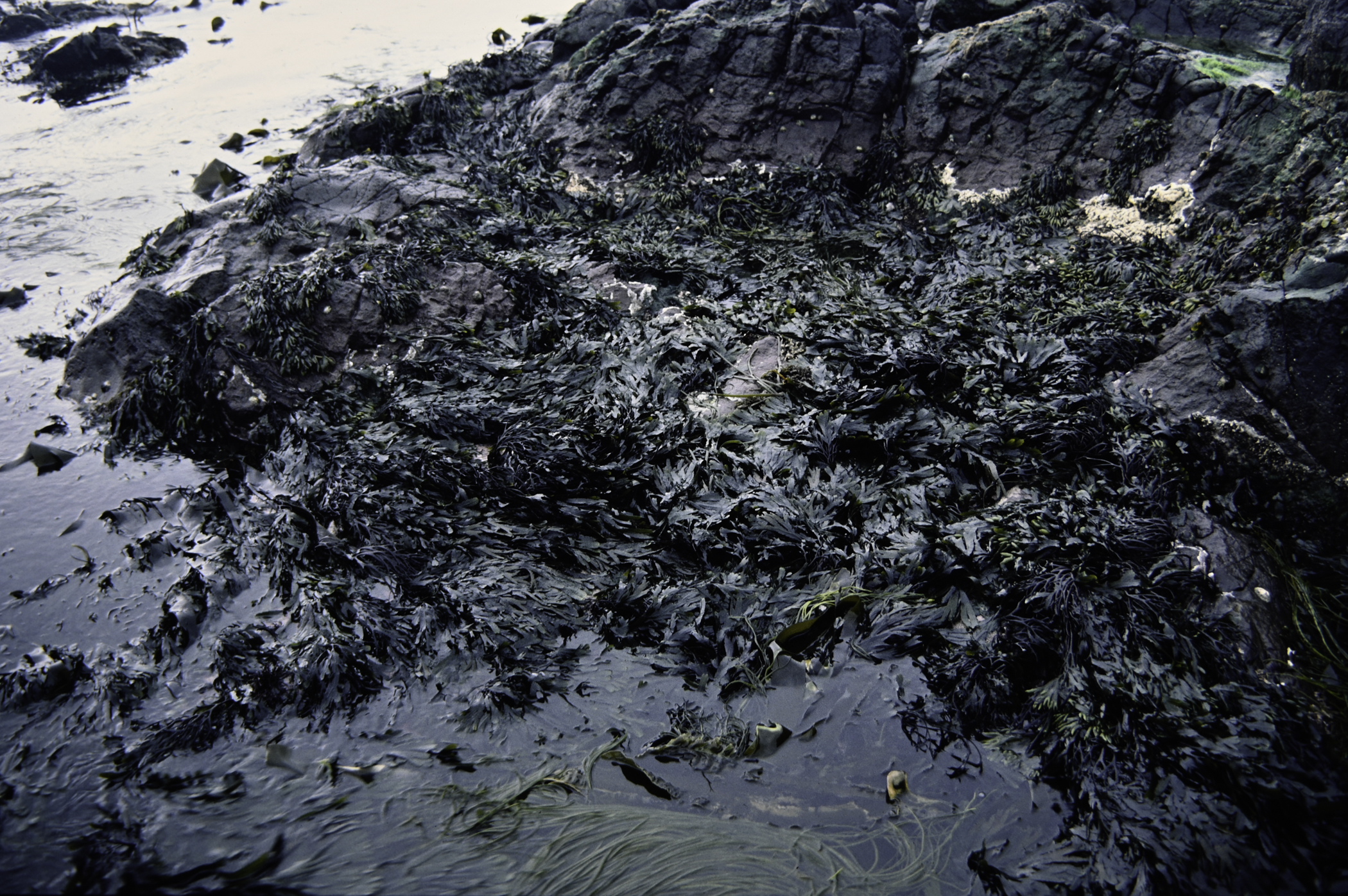 . Site: Doon Bay, Rathlin Island. 