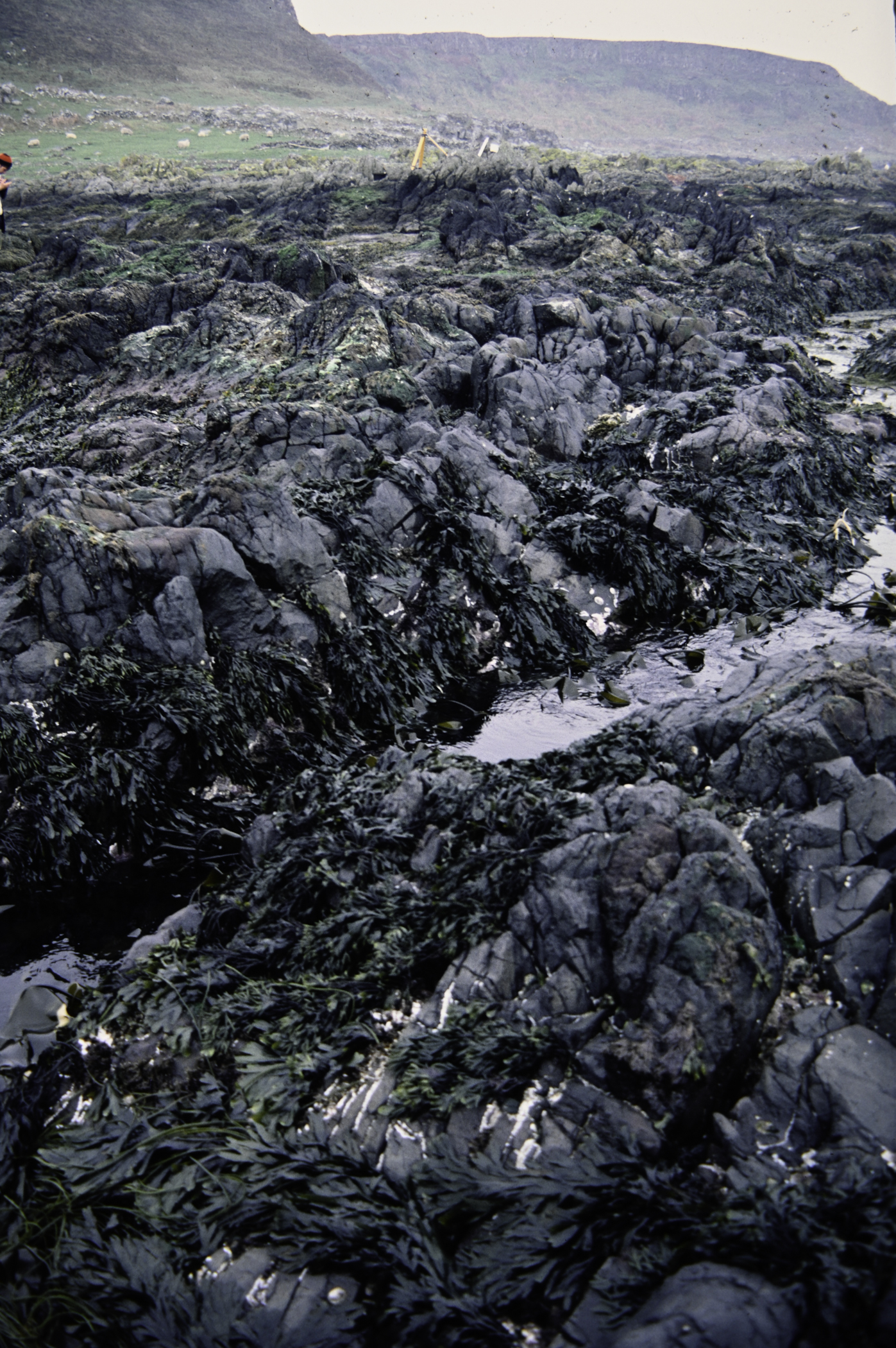 . Site: Doon Bay, Rathlin Island. 