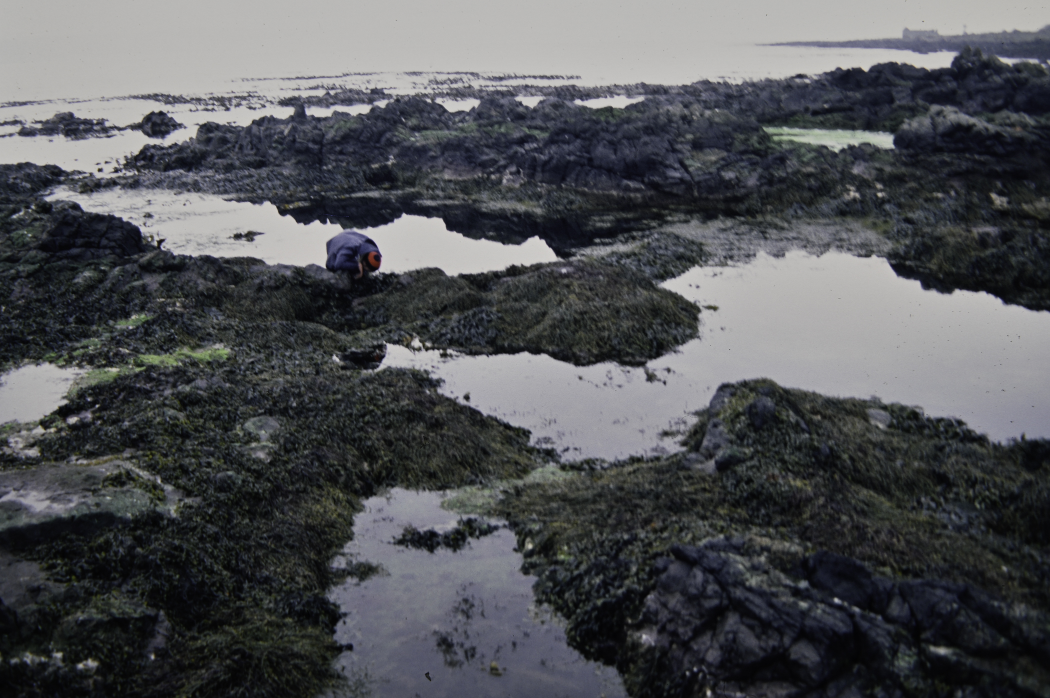 . Site: Doon Bay, Rathlin Island. 