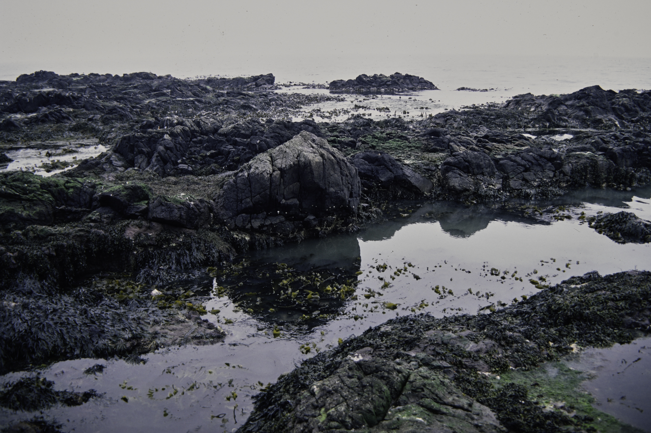 . Site: Doon Bay, Rathlin Island. 